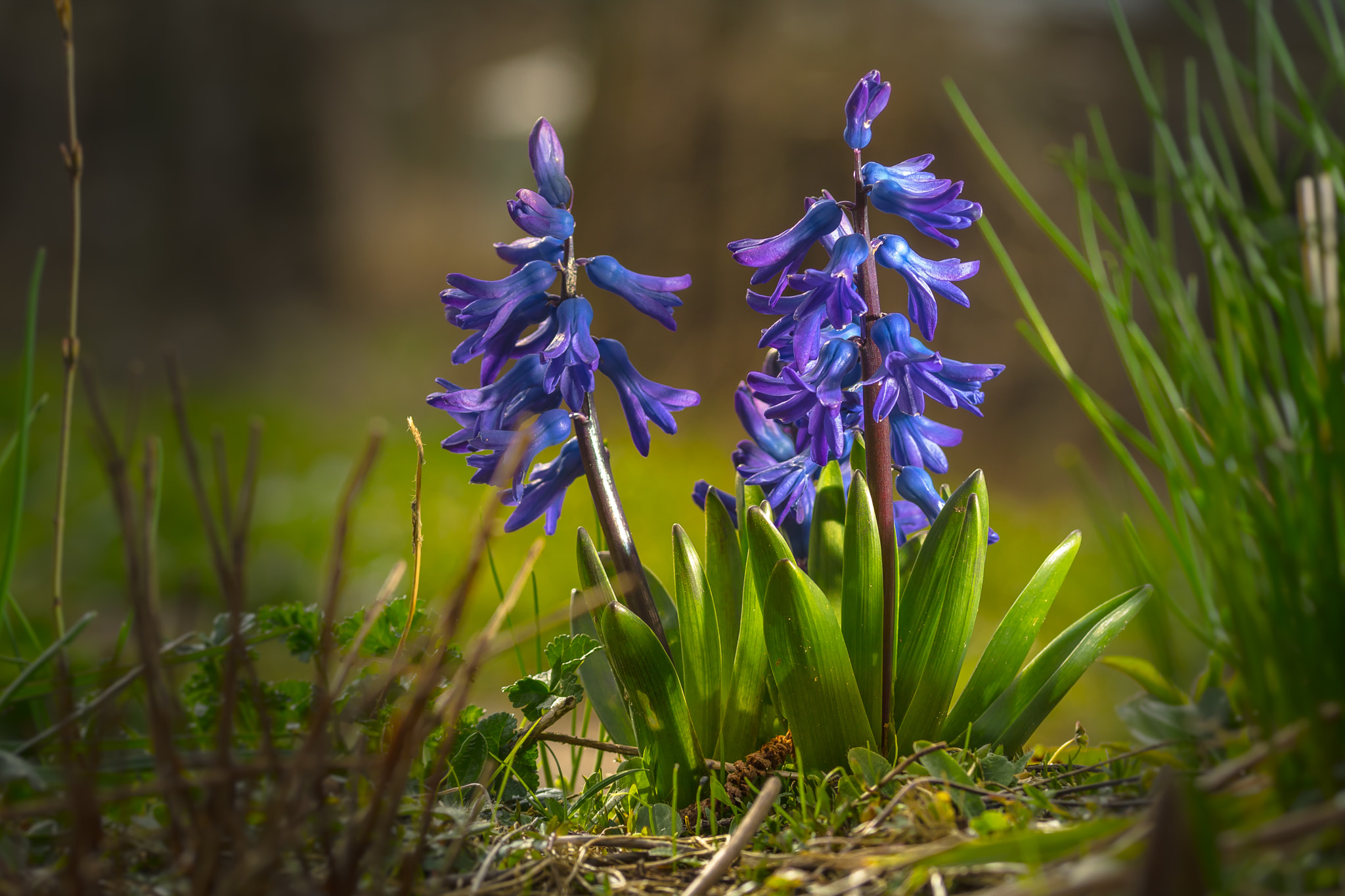 Sigma 105mm F2.8 EX DG OS HSM sample photo. Hyacinten photography