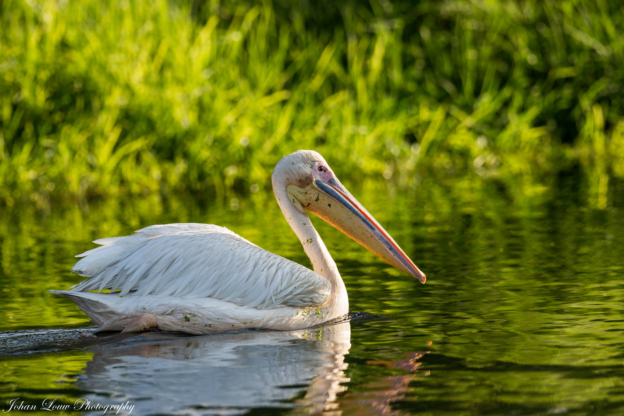 Canon EF 400mm F2.8L IS II USM sample photo. Dx photography