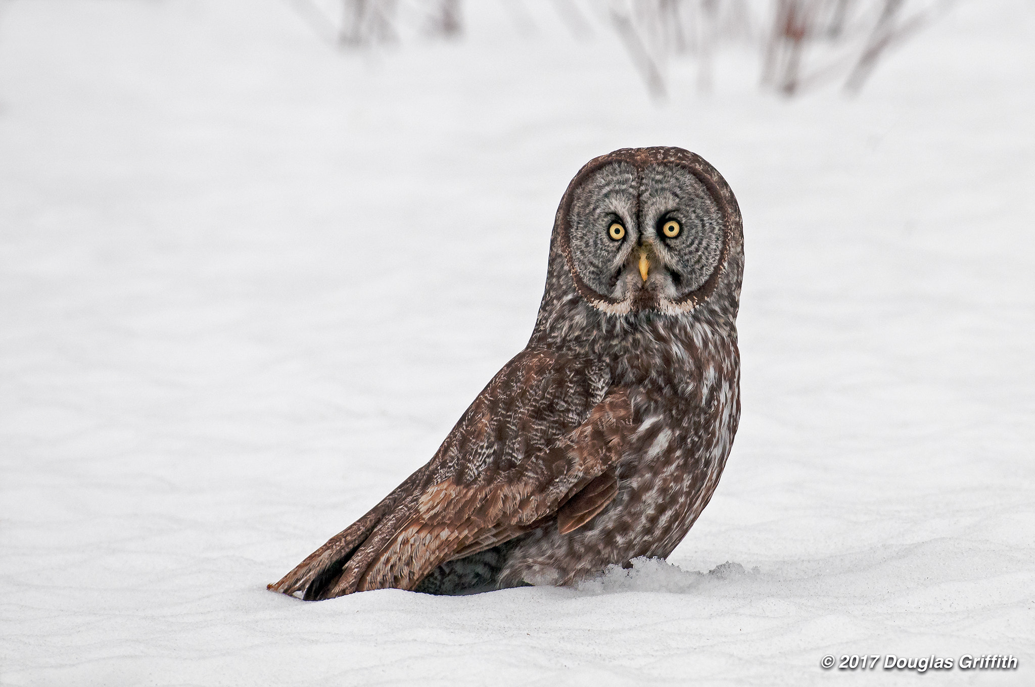 Nikon D300 + Nikon AF-S Nikkor 70-200mm F2.8G ED VR sample photo. Great gray owl (strix nebulosa) standing on a snow covered cornfield photography