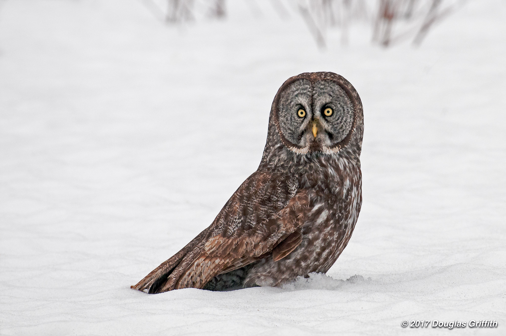 Nikon D300 sample photo. Great gray owl (strix nebulosa) standing on a snow covered cornfield photography
