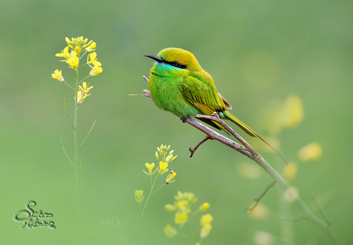 Canon EOS 6D sample photo. Bee eater inmustard fileds photography