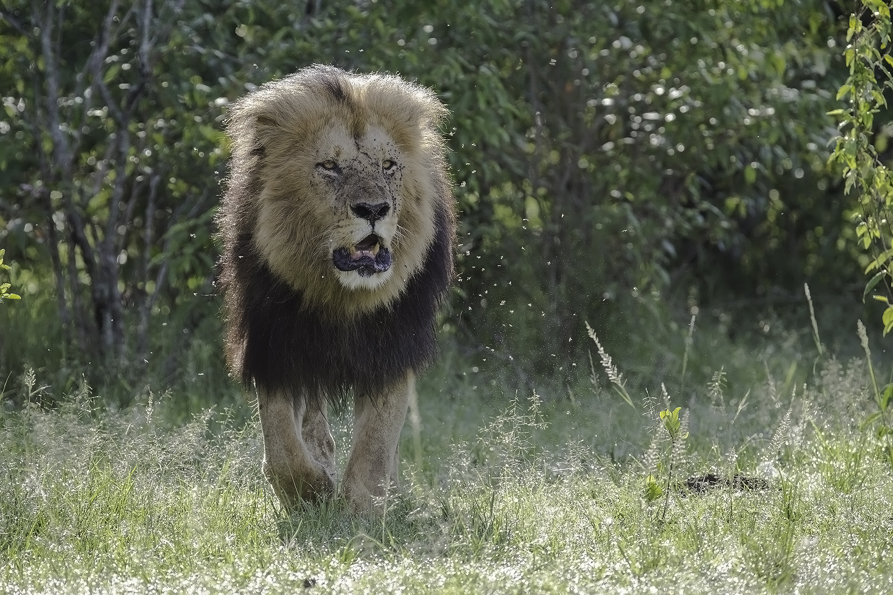Canon EF 200-400mm F4L IS USM Extender 1.4x sample photo. Mara lion photography