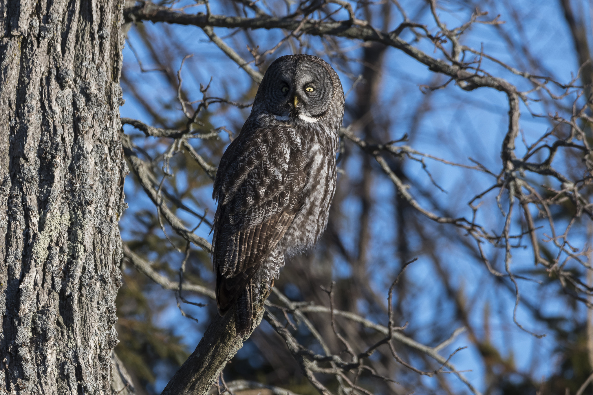 Nikon D500 sample photo. I loved this winter photography