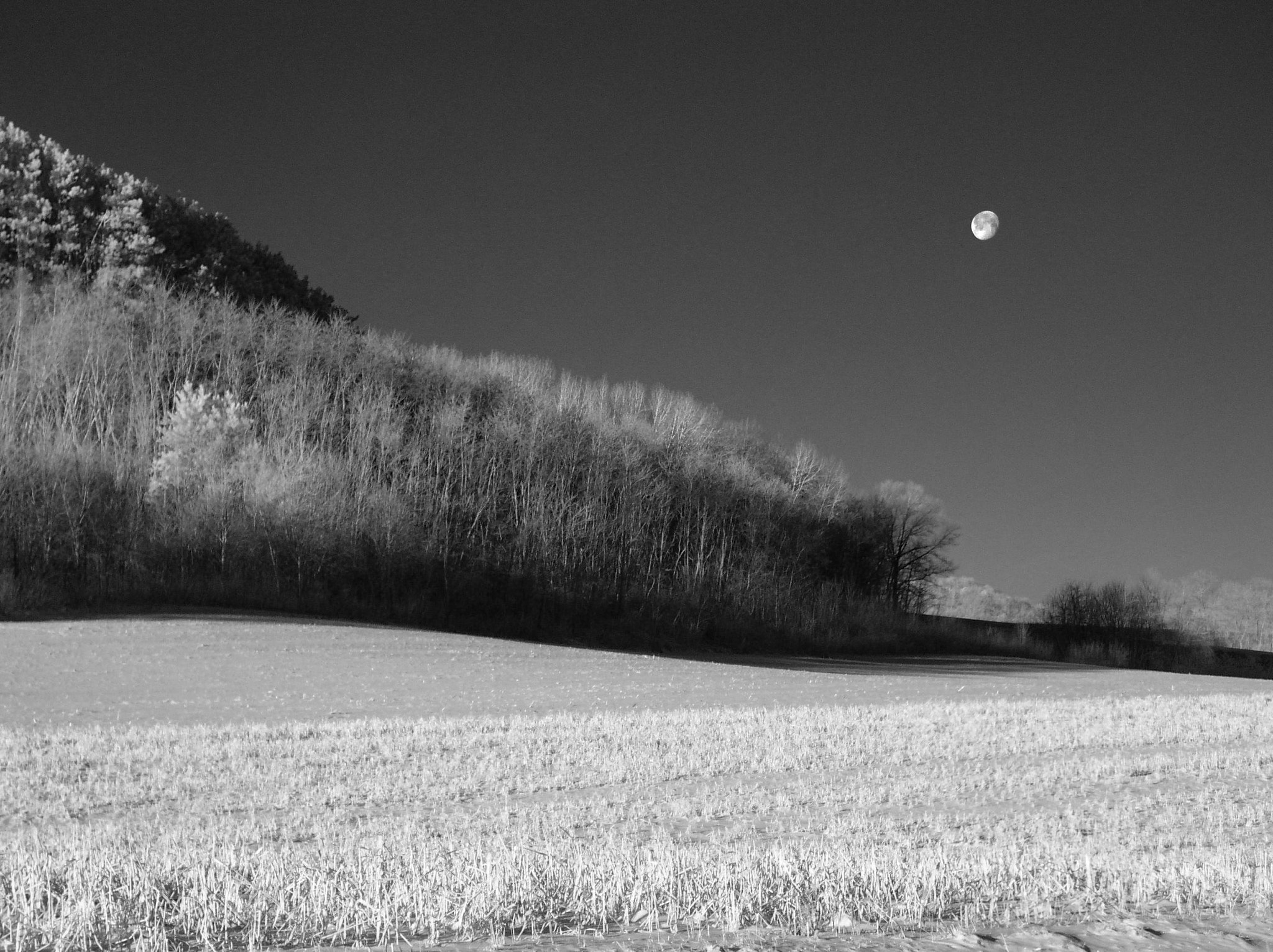 Olympus C4100Z,C4000Z sample photo. Early morning moonset photography