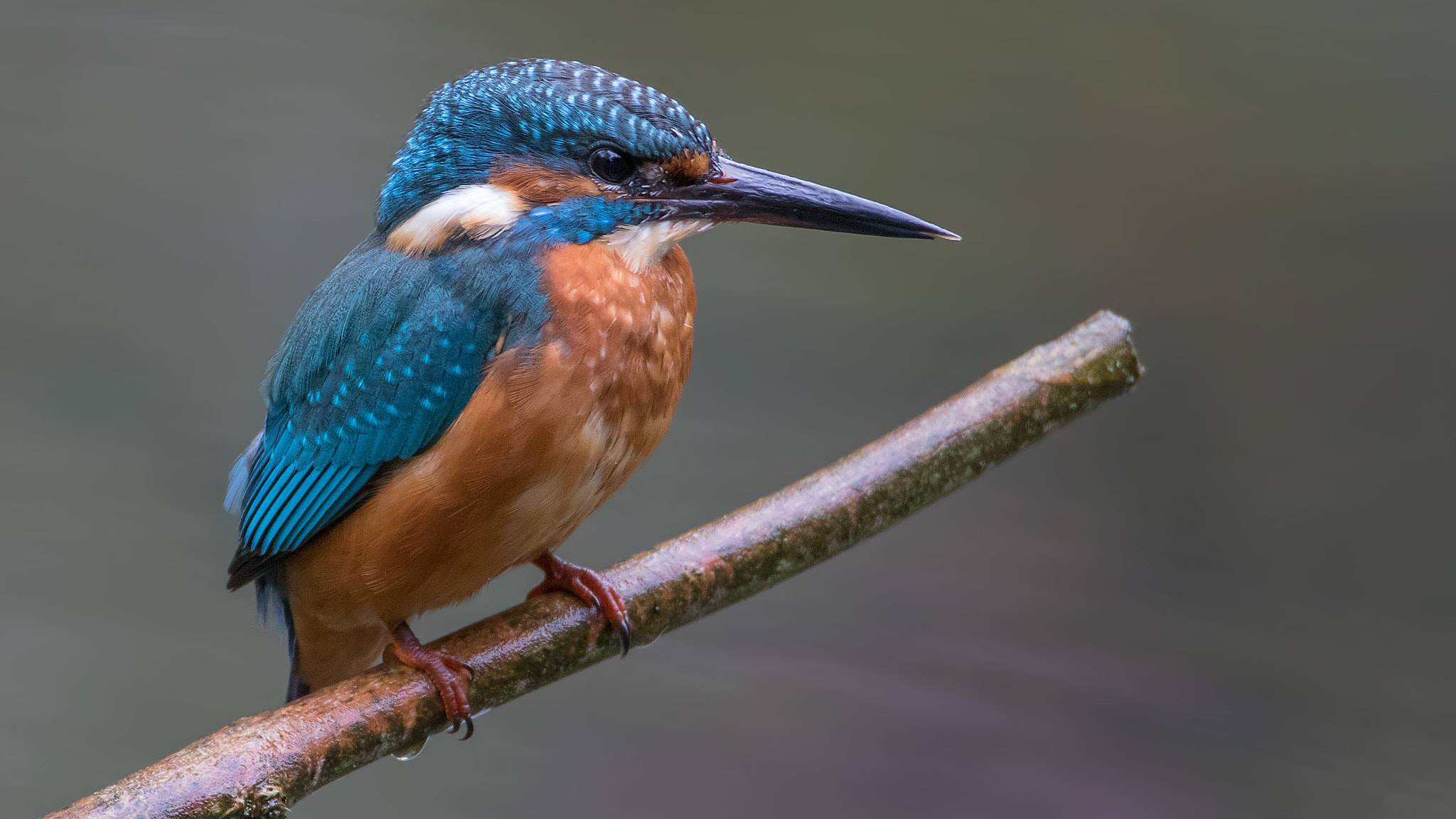 Canon EOS 7D Mark II sample photo. Kingfisher photography