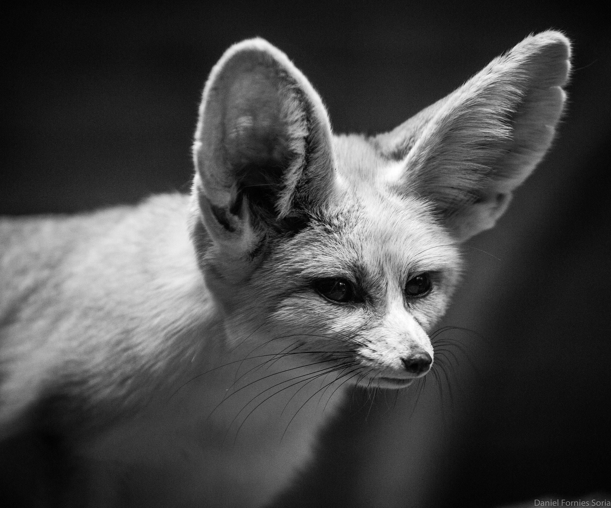 Canon EF 70-300mm F4-5.6L IS USM sample photo. Fennec fox photography
