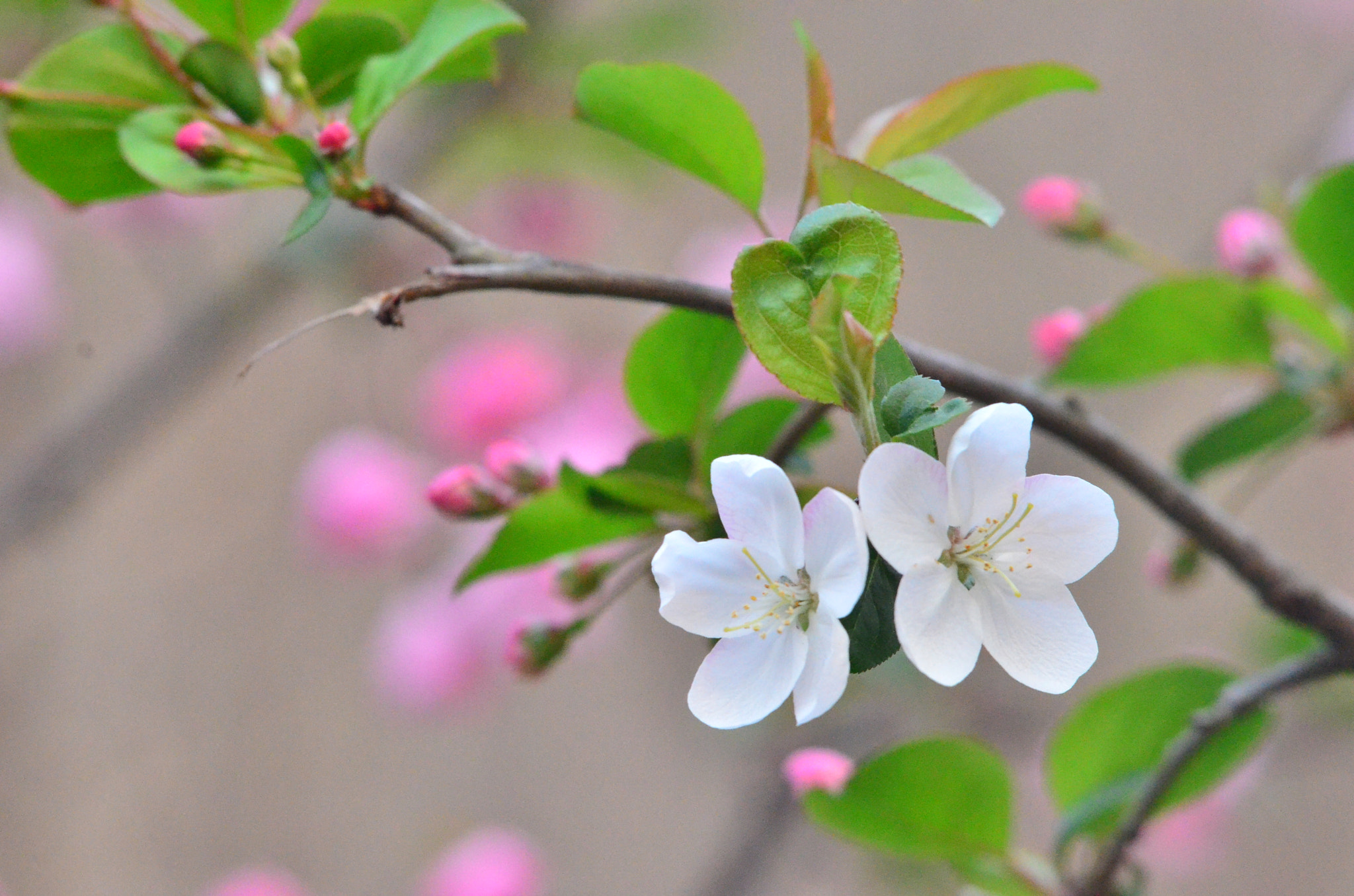 Nikon AF-Nikkor 80-200mm F2.8D ED sample photo