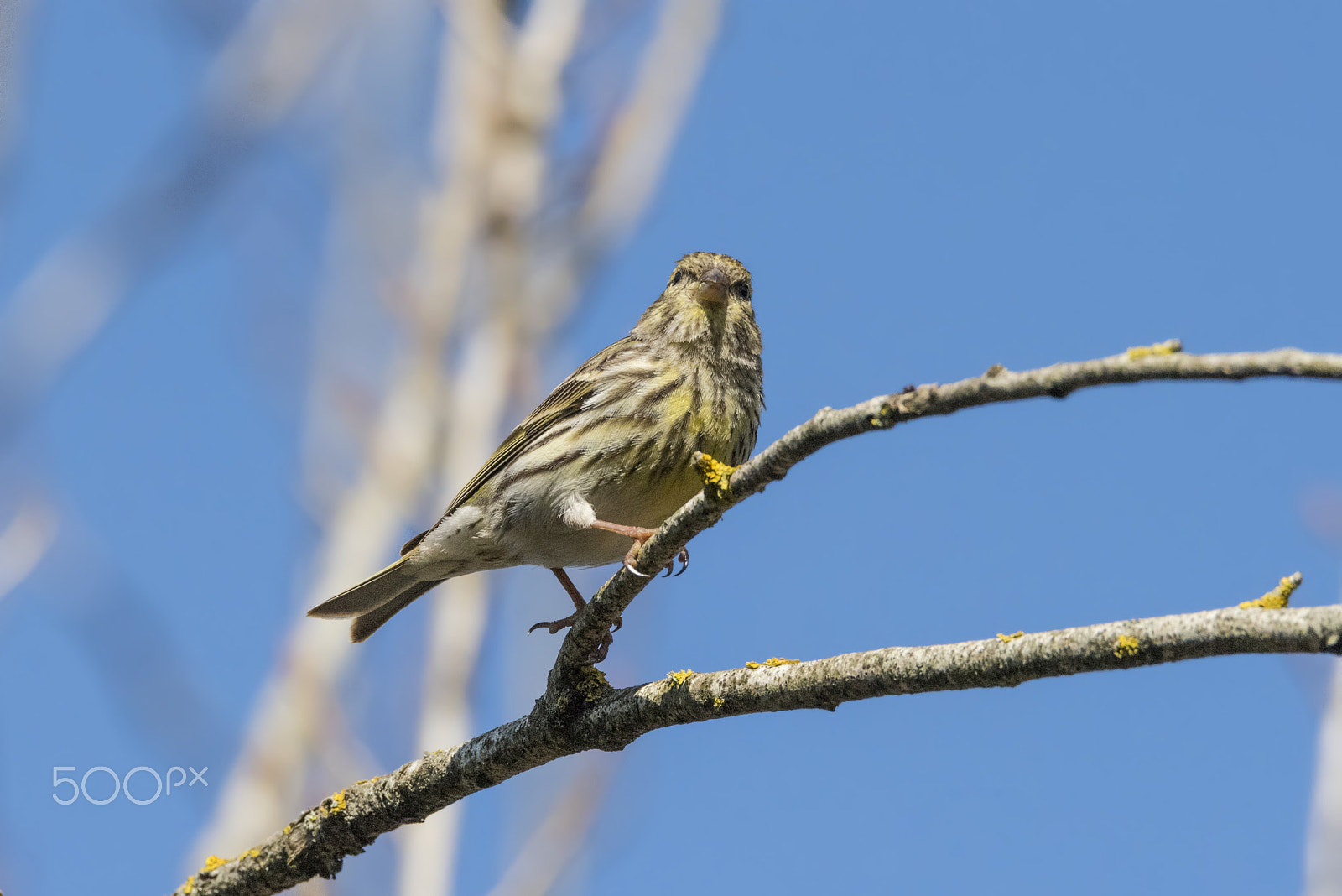 Sigma 150-600mm F5-6.3 DG OS HSM | C sample photo. Verzellino/serinus serinus photography