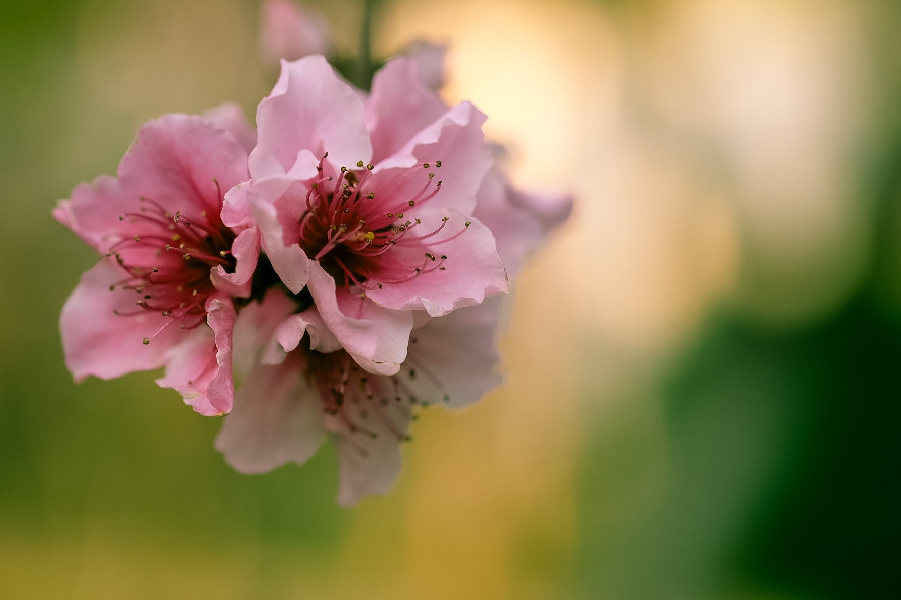 Fujifilm X-T1 + Fujifilm XF 60mm F2.4 R Macro sample photo. * photography