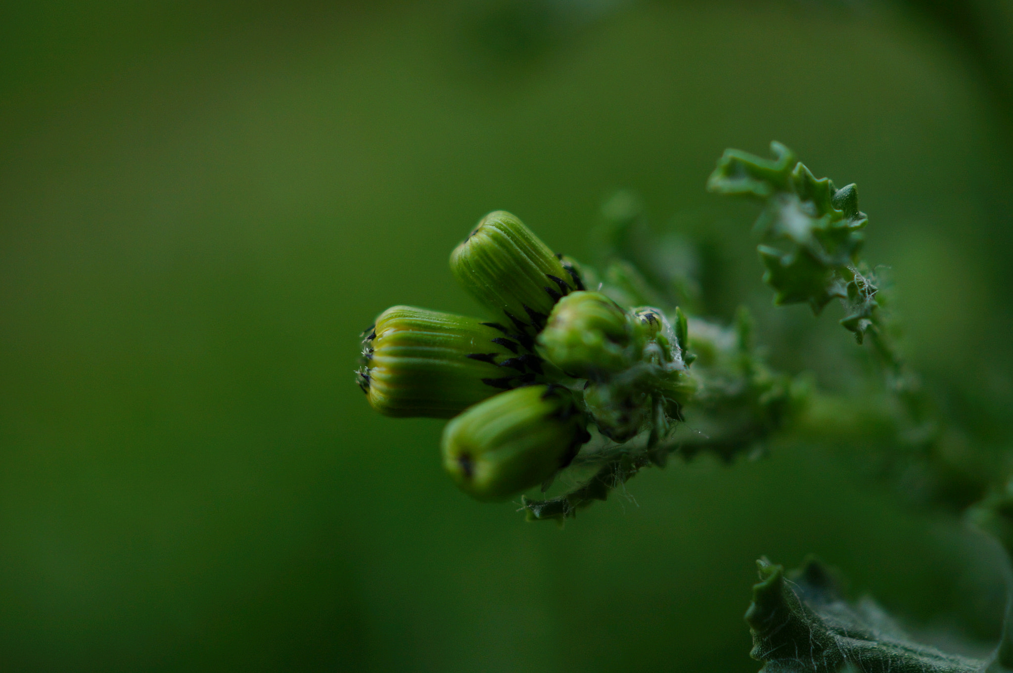 Sony SLT-A37 + Sony DT 30mm F2.8 Macro SAM sample photo. Yeşilli.... photography