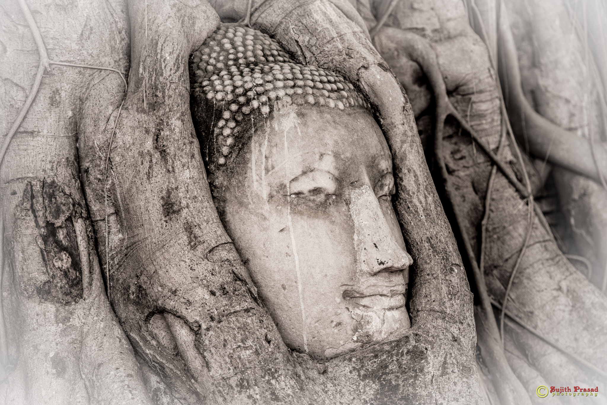 Nikon D600 sample photo. Buddha head in a tree at wat mahatat, ayutthaya photography