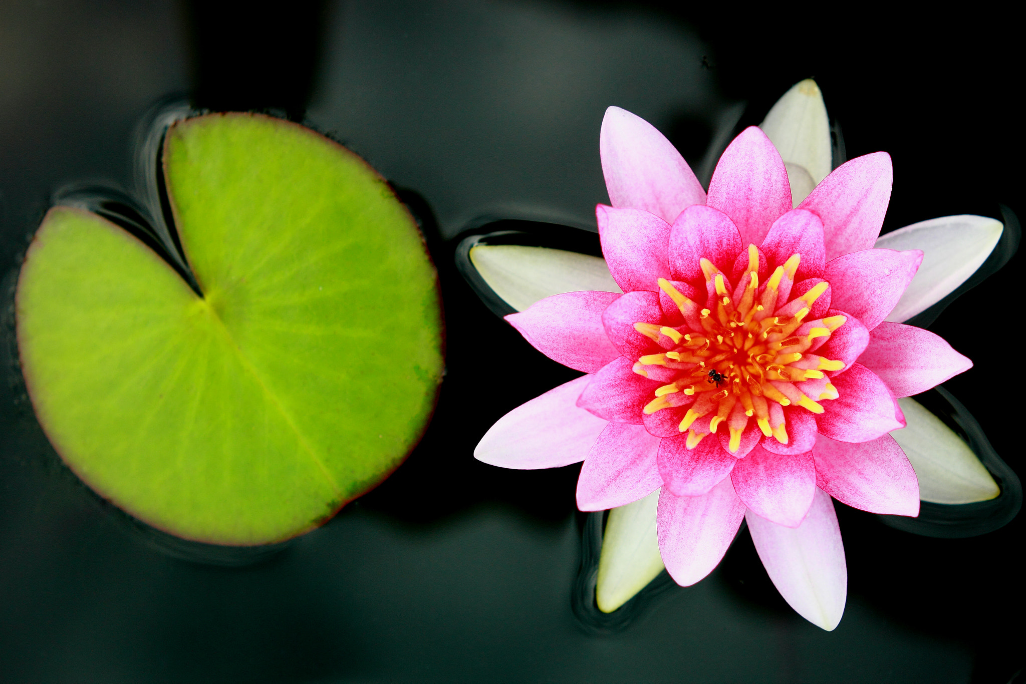 Canon EOS 60D sample photo. Bee and pink lotus photography