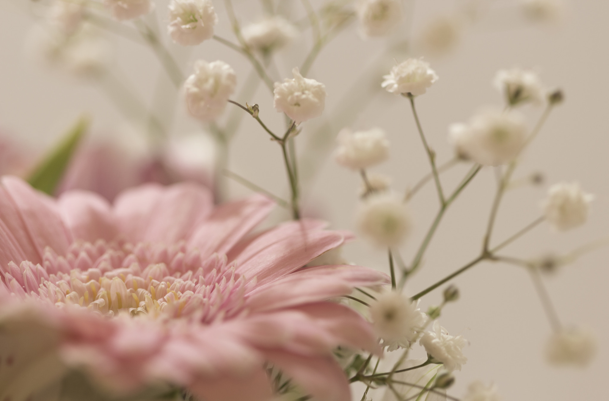 Canon EF 100mm F2.8 Macro USM sample photo. Pastel pink gerbera photography