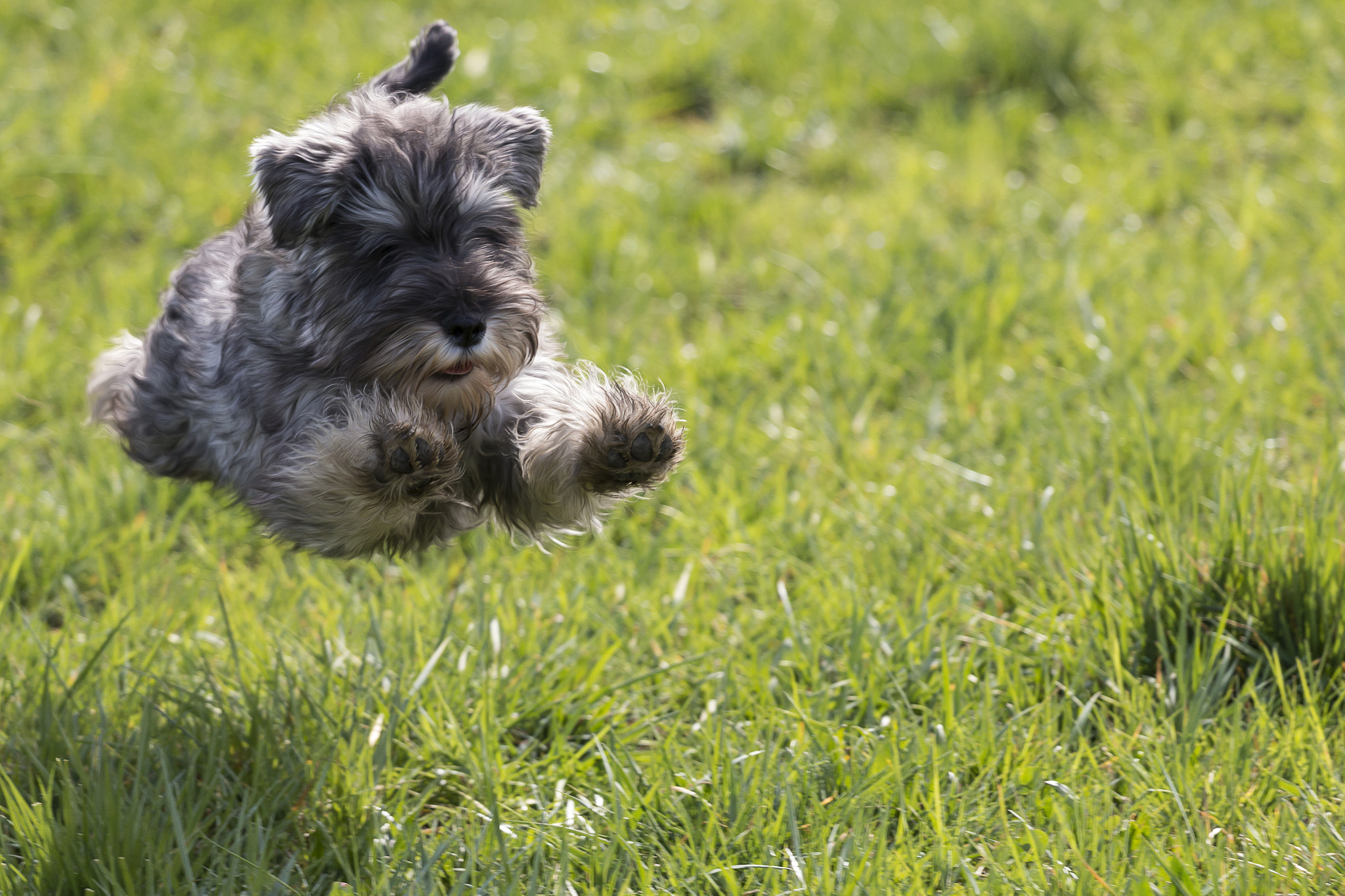Canon EOS 70D + Canon EF 70-200mm F4L USM sample photo. Jump photography