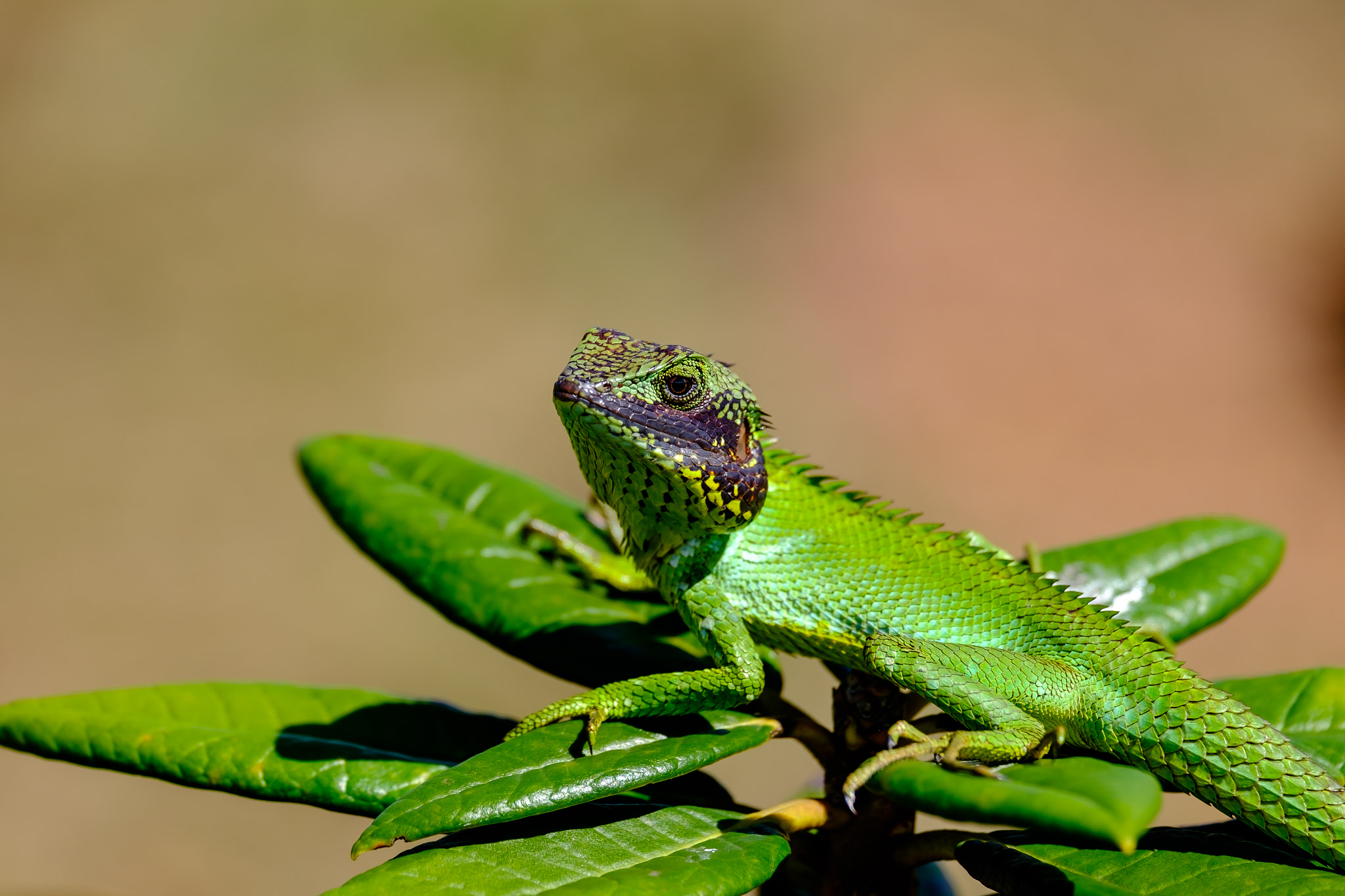 Fujifilm X-E2 + Fujifilm XF 55-200mm F3.5-4.8 R LM OIS sample photo. Just another leaf, horton plains, sri lanka photography