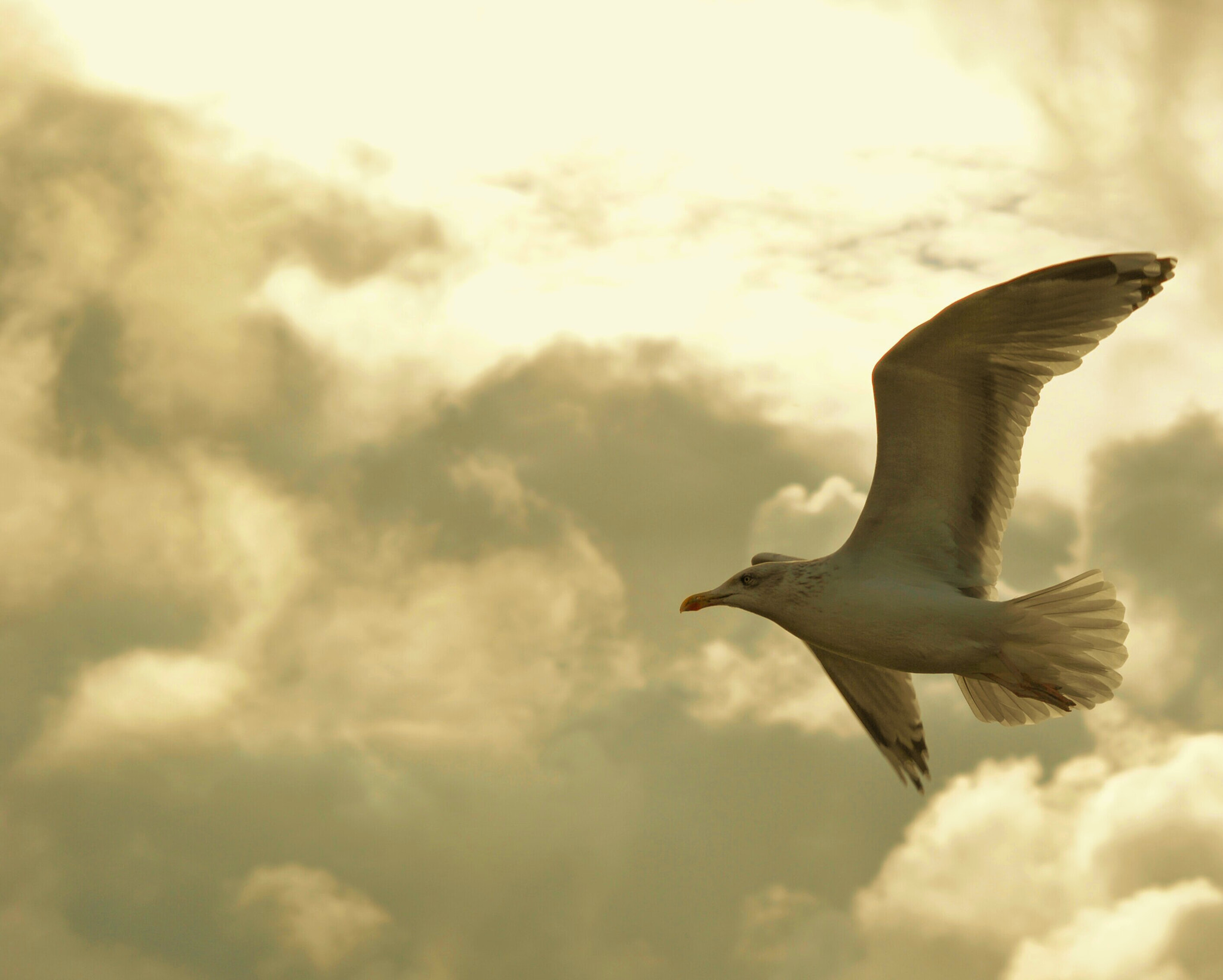 Sigma 70-300mm F4-5.6 APO DG Macro sample photo. Seagull in flight photography