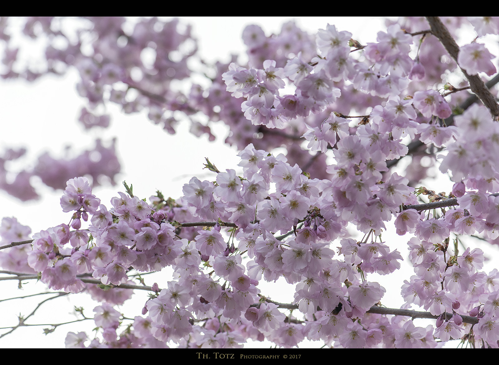 Nikon D700 + Nikon AF-S Micro-Nikkor 105mm F2.8G IF-ED VR sample photo. Cherry blossoms photography