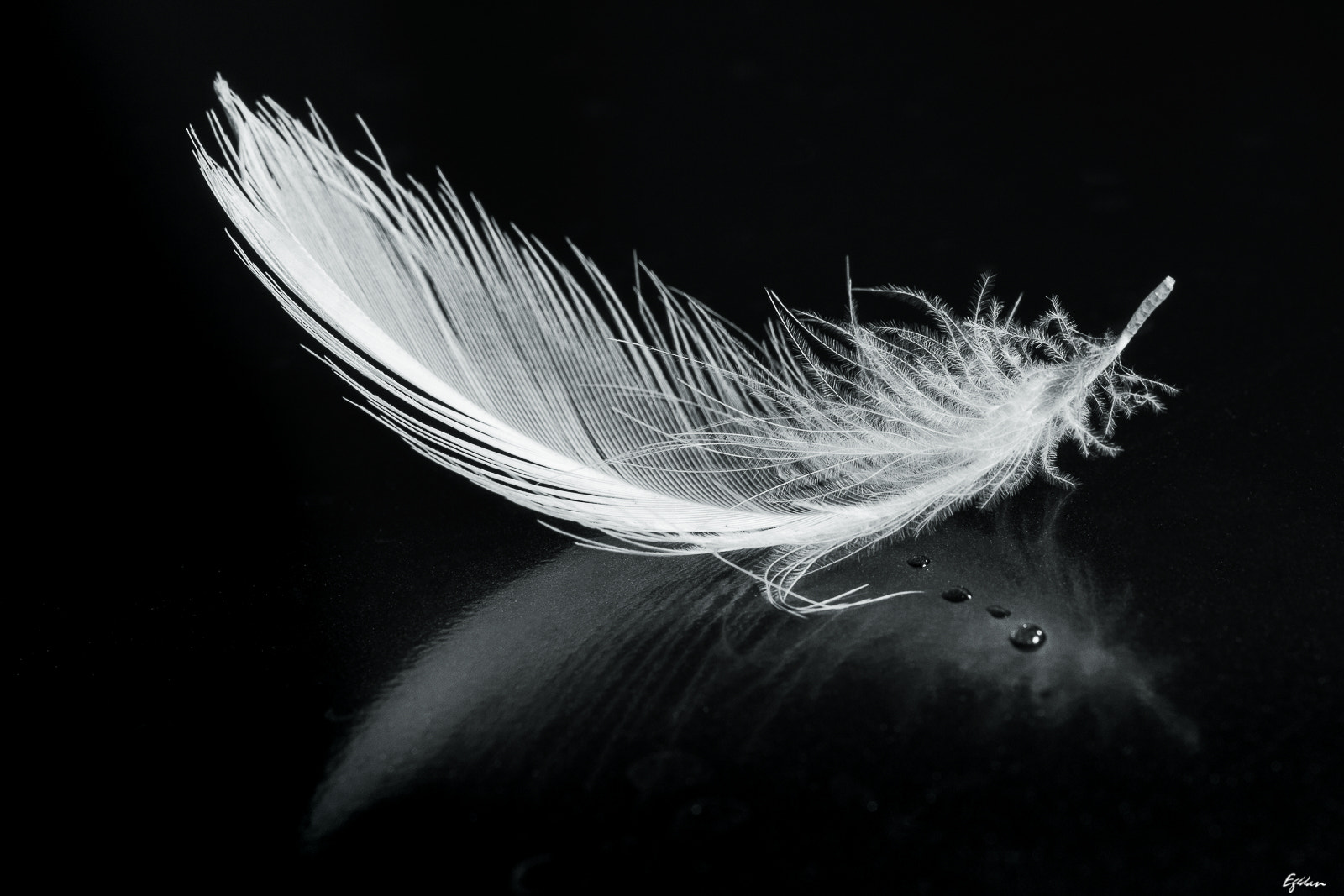 Canon EF-S 60mm F2.8 Macro USM sample photo. Plume photography
