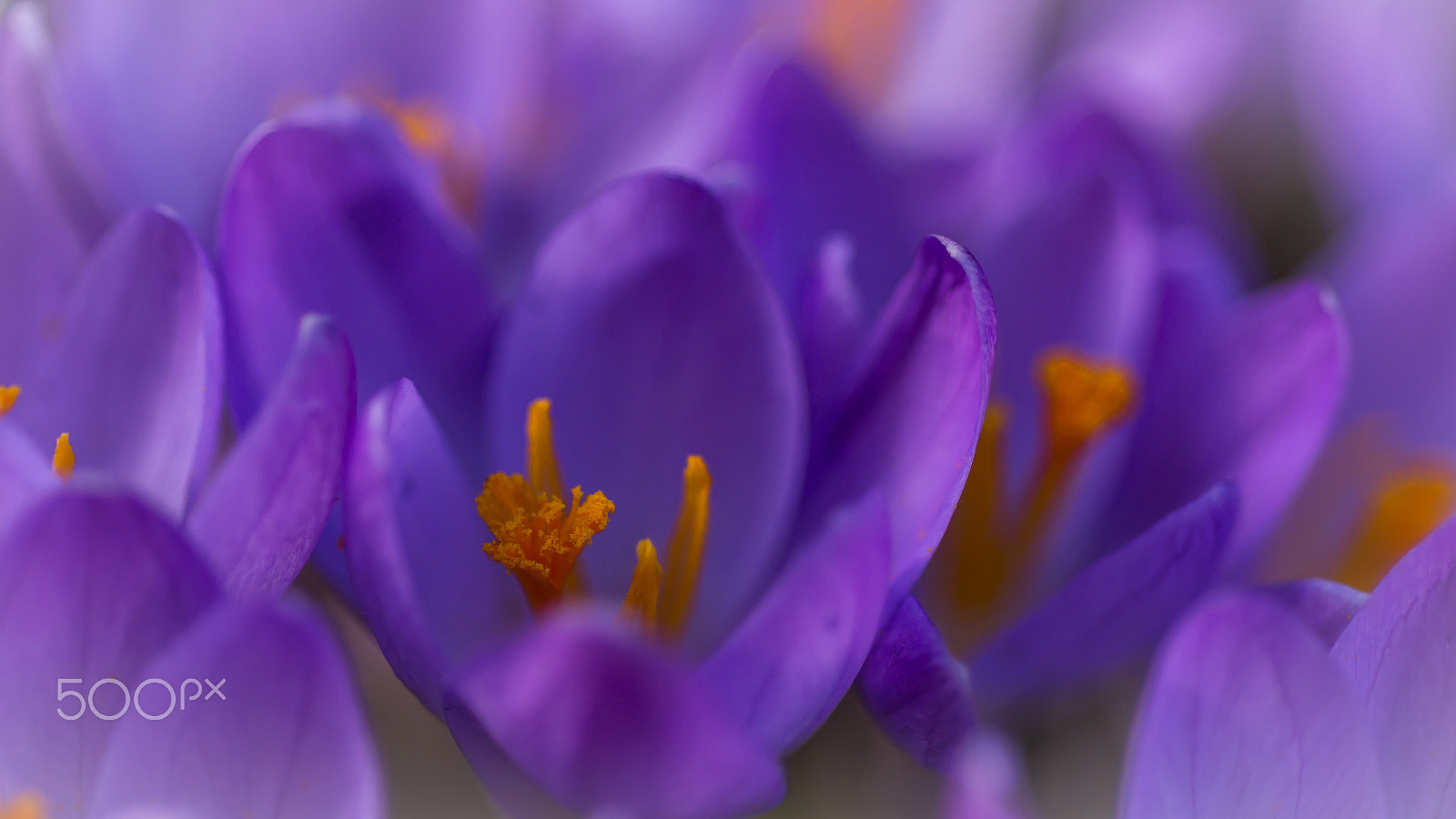 Nikon AF Micro-Nikkor 60mm F2.8D sample photo. Spring is coming! photography