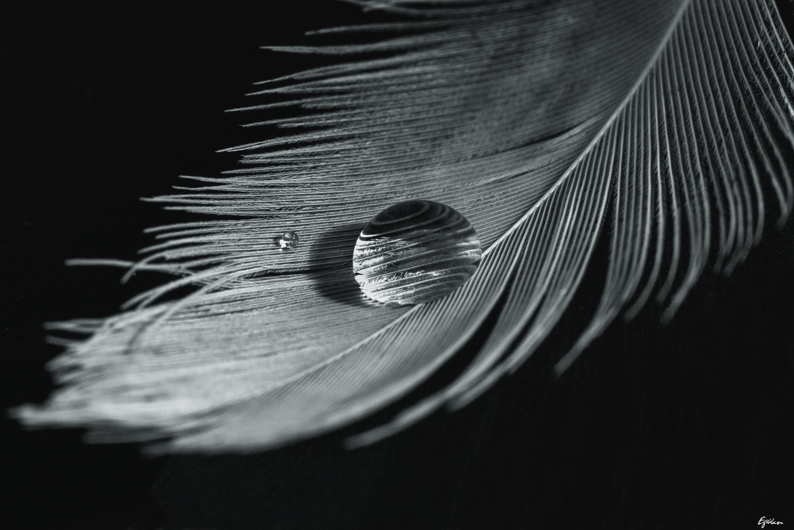 Canon EF-S 60mm F2.8 Macro USM sample photo. Plume photography