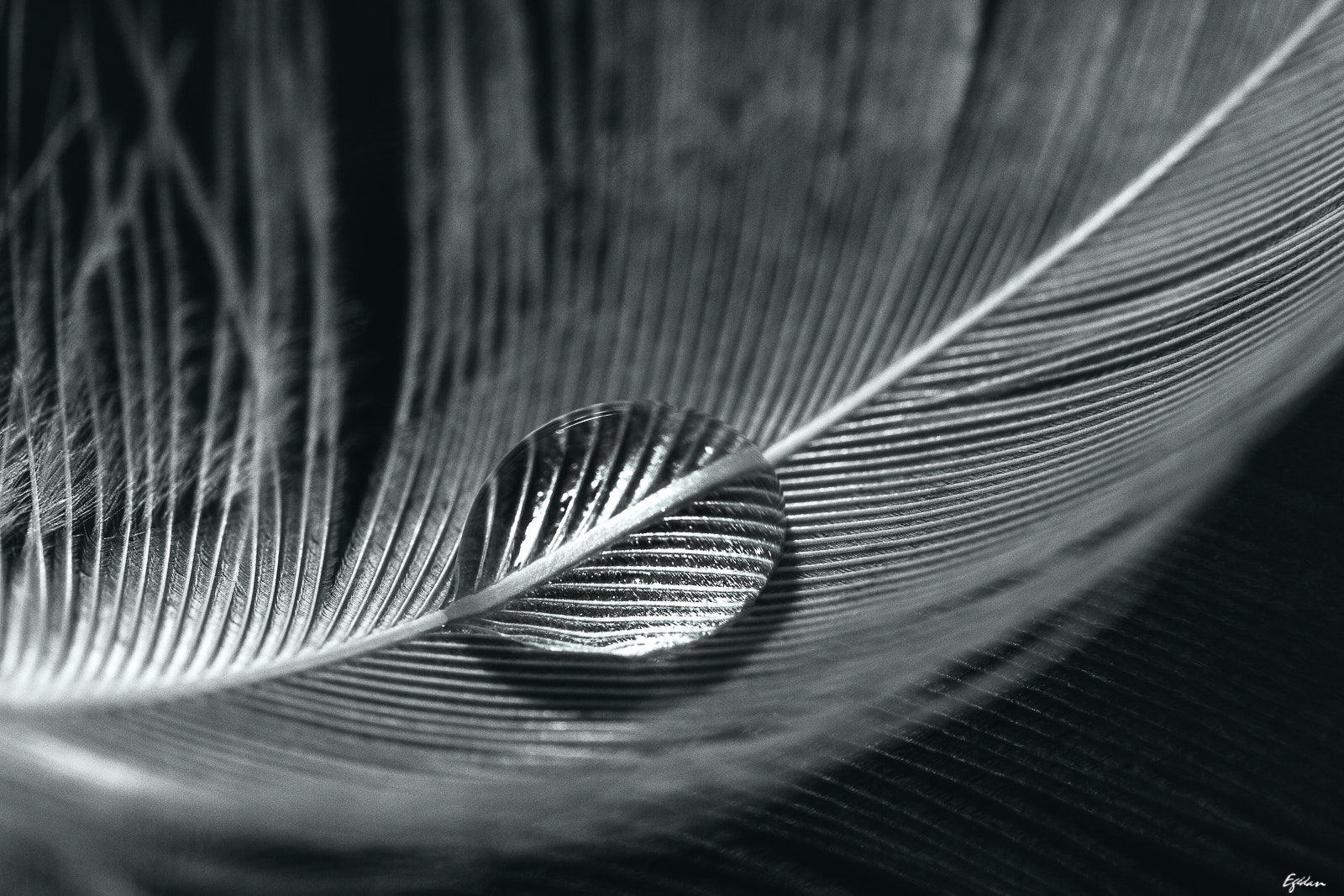 Canon EF-S 60mm F2.8 Macro USM sample photo. Plume photography