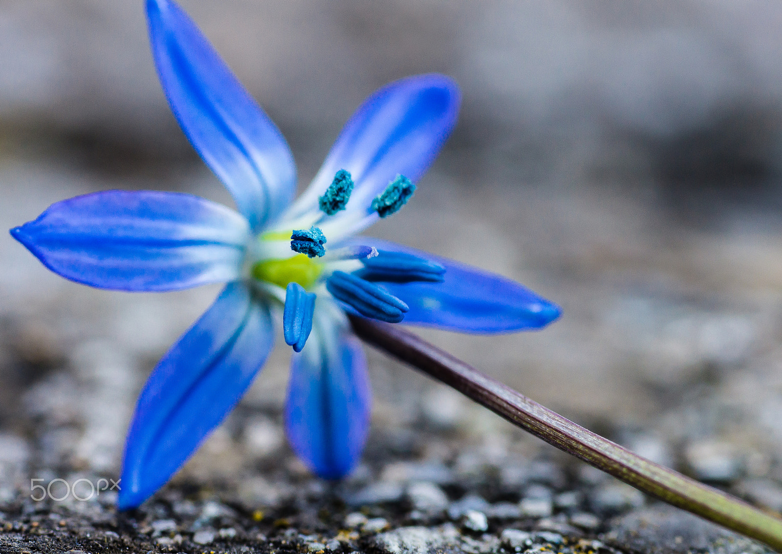 Sony SLT-A77 + Sigma 70mm F2.8 EX DG Macro sample photo. Ohne photography