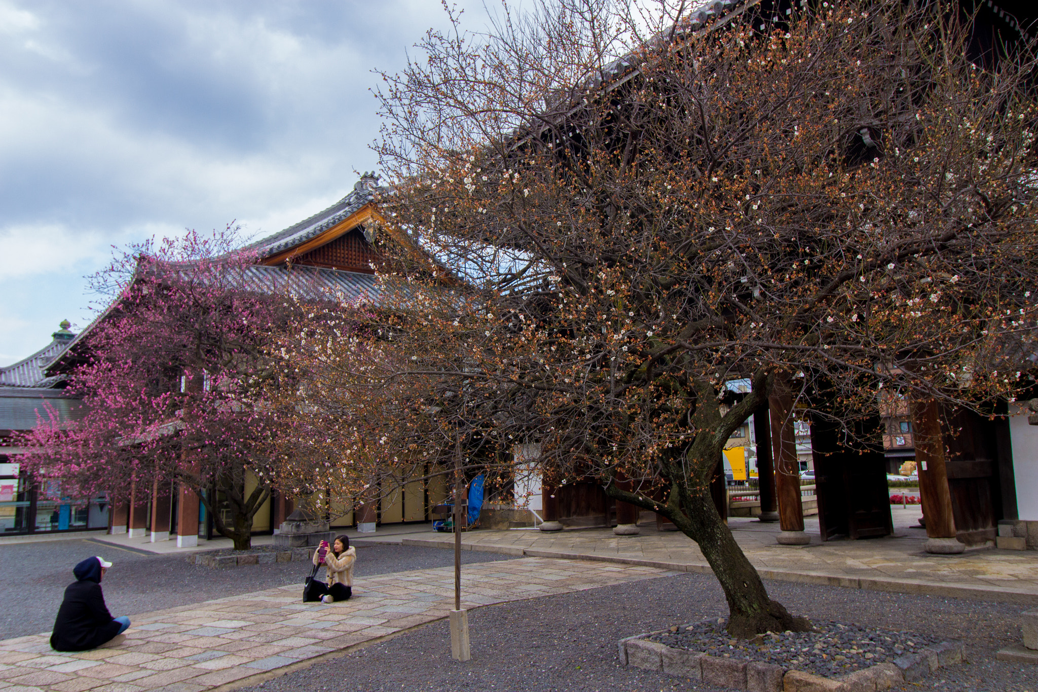 Canon EOS 700D (EOS Rebel T5i / EOS Kiss X7i) + Canon EF-S 10-18mm F4.5–5.6 IS STM sample photo. Under the cherry blossom photography