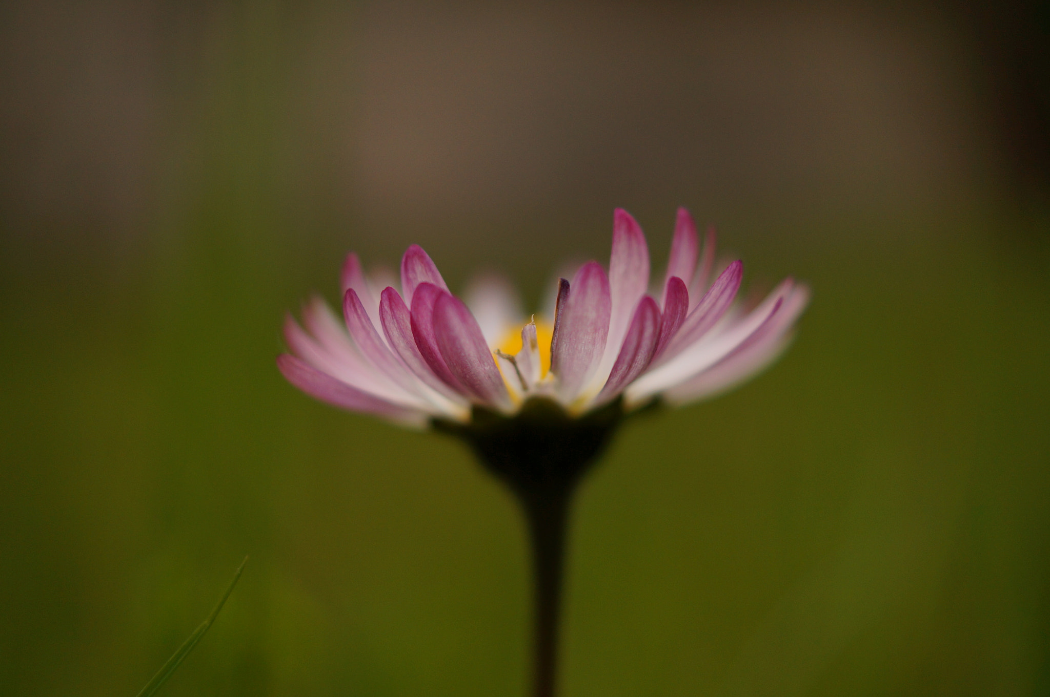 Sony SLT-A37 + Sony DT 30mm F2.8 Macro SAM sample photo. .... photography