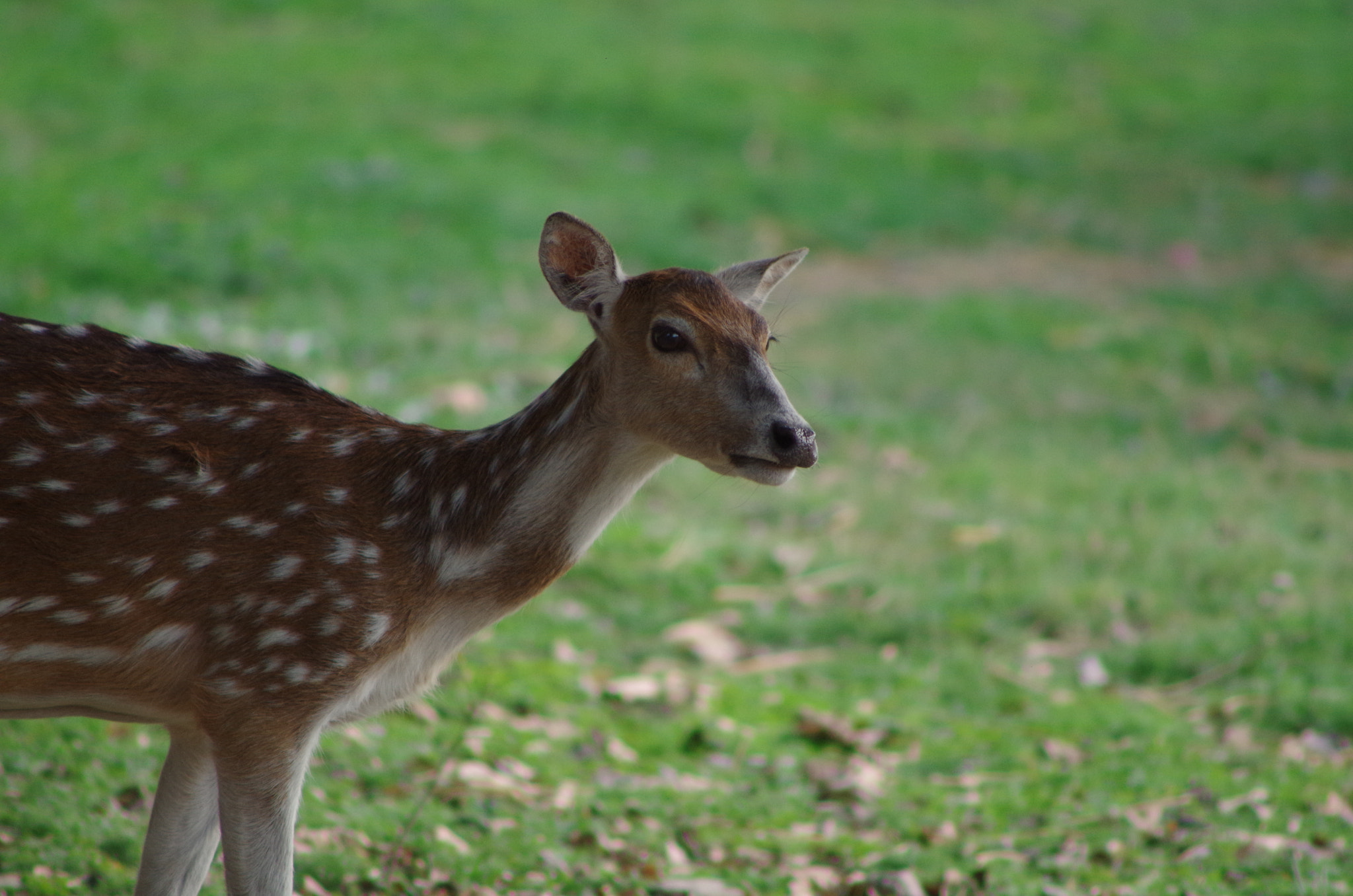 Pentax K-50 sample photo. Doe photography