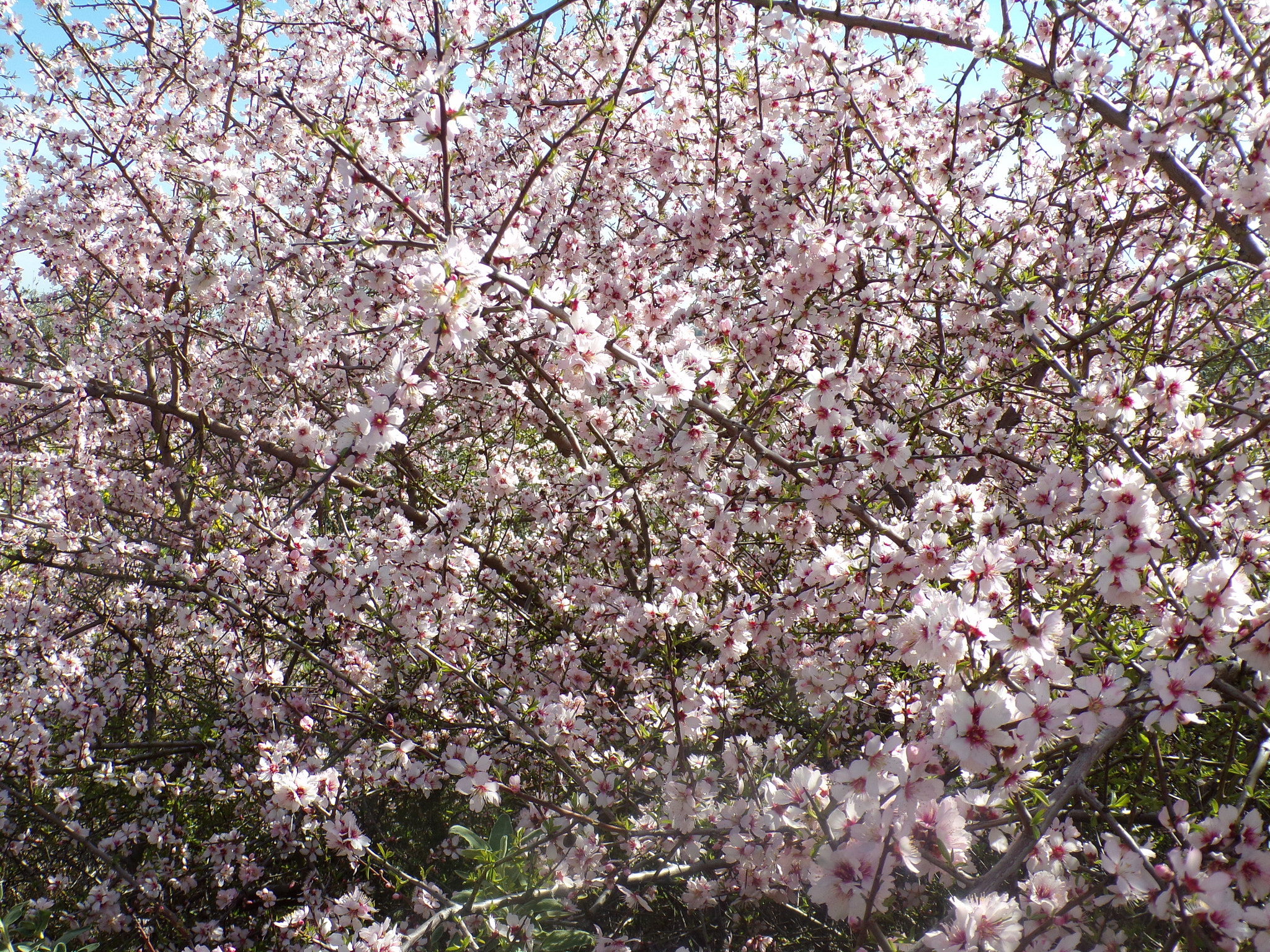 JK KODAK PIXPRO AZ421 sample photo. Prunus dulcis photography