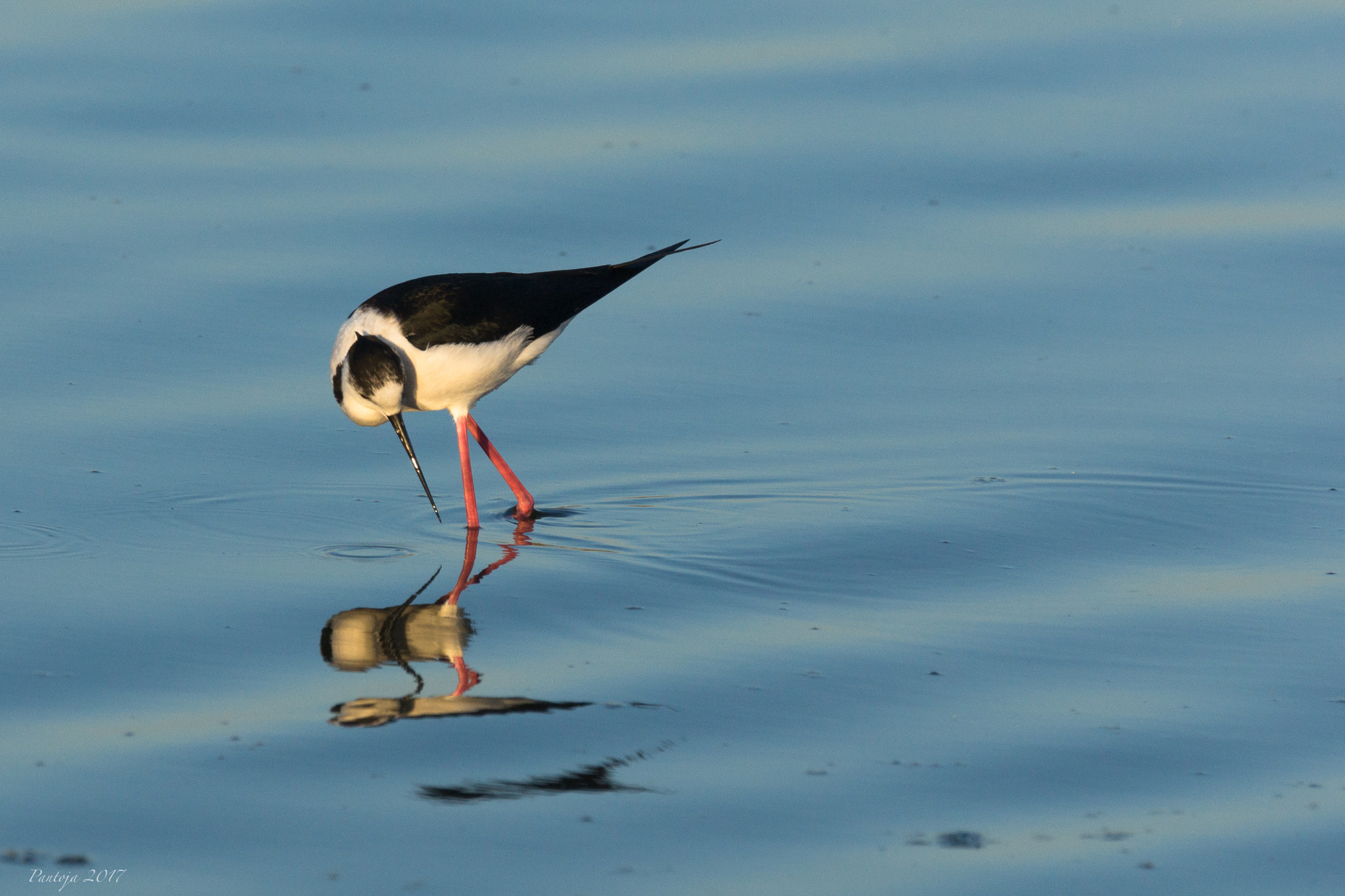 Sony SLT-A77 + Sony 70-400mm F4-5.6 G SSM sample photo. Black winged stilt photography