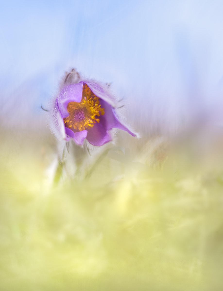 Sigma 105mm F2.8 EX DG OS HSM sample photo. Einsame kuhschelle photography