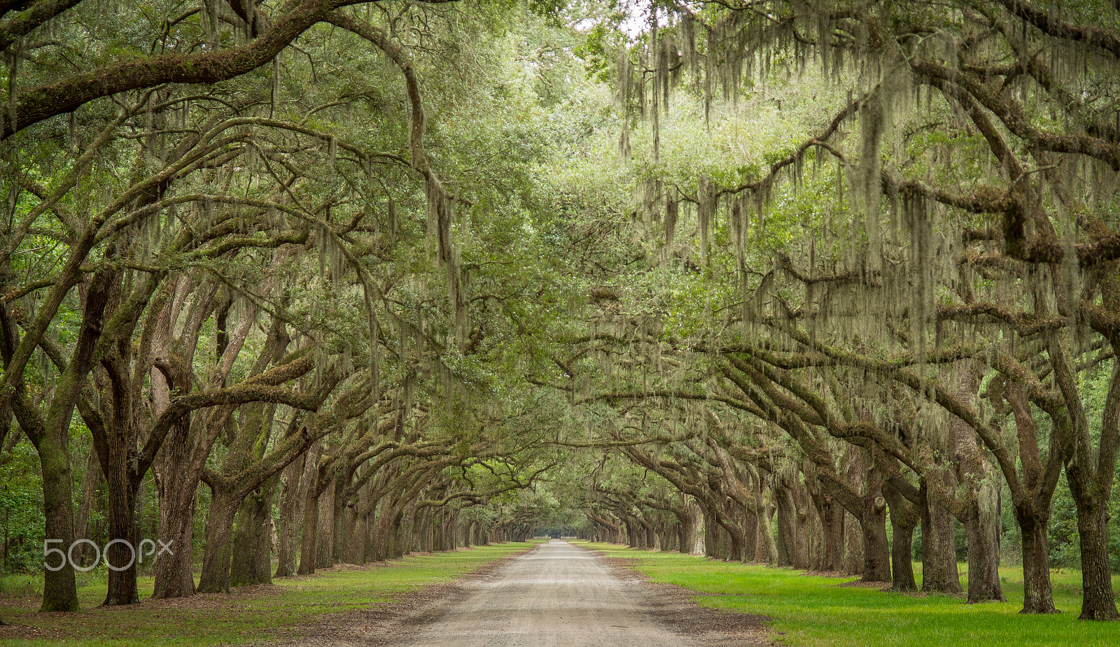 Olympus OM-D E-M5 sample photo. Tree lined road photography