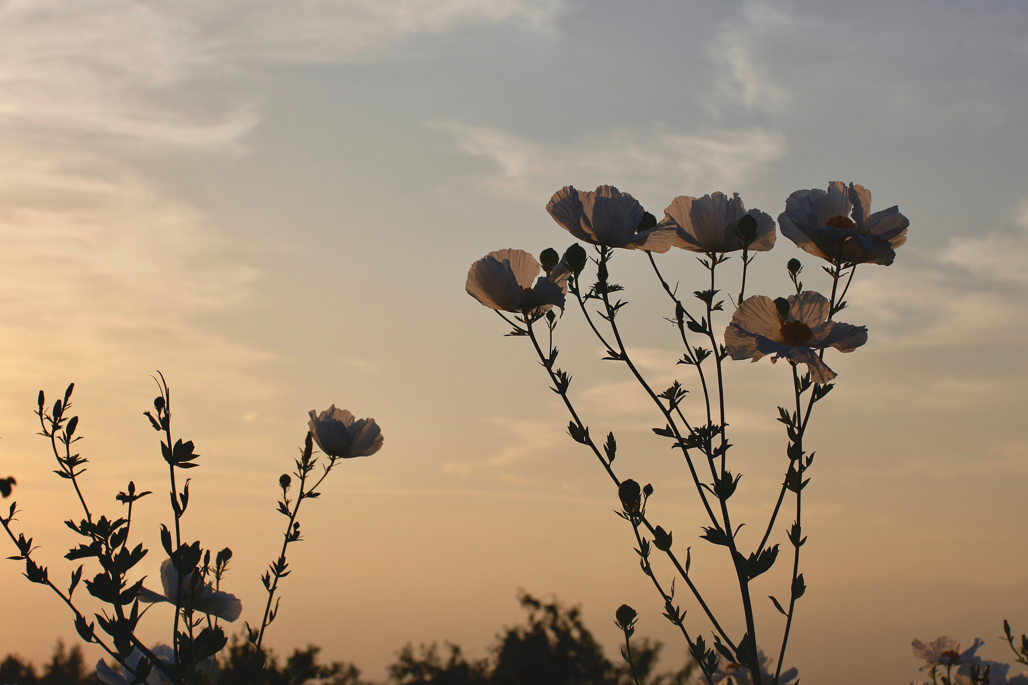 Canon EOS 700D (EOS Rebel T5i / EOS Kiss X7i) + Canon EF 50mm F1.2L USM sample photo. Welcome springtime photography