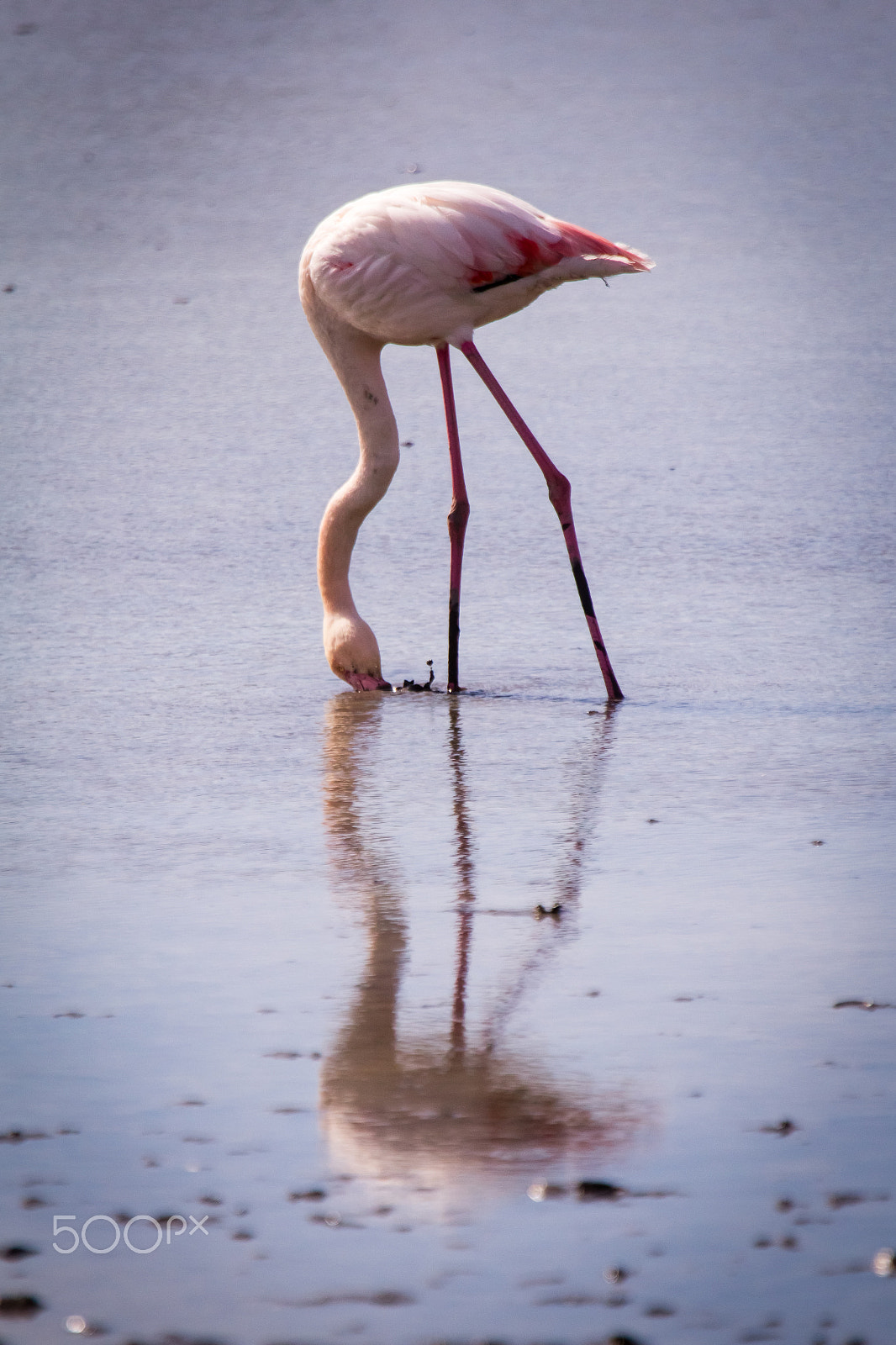 Canon EF 100-400mm F4.5-5.6L IS USM sample photo. Pink flamingo eating photography