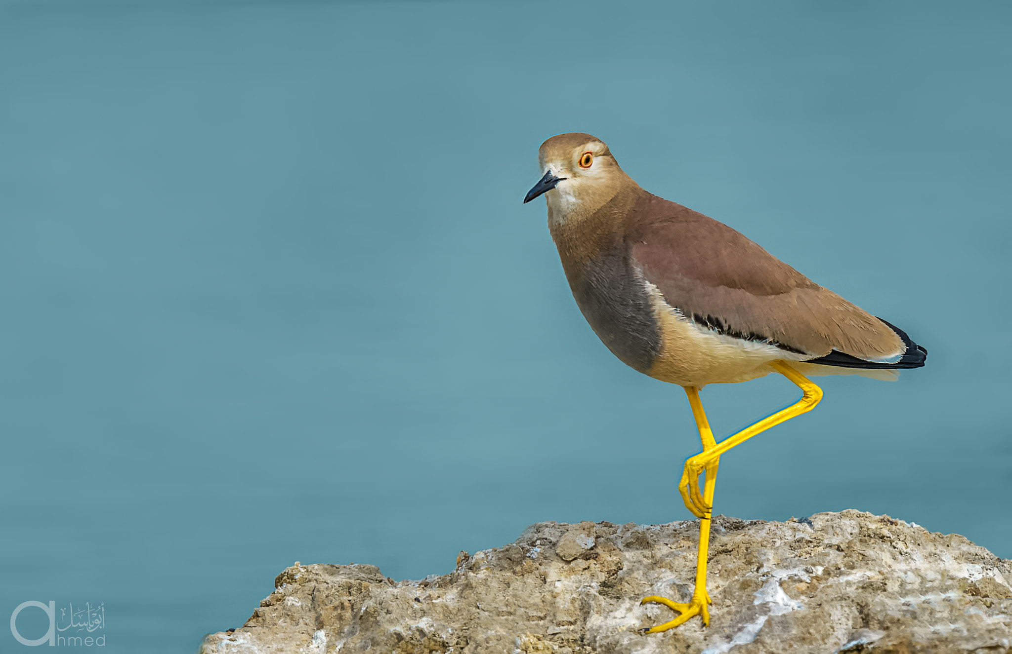 Nikon AF-S Nikkor 600mm F4G ED VR sample photo
