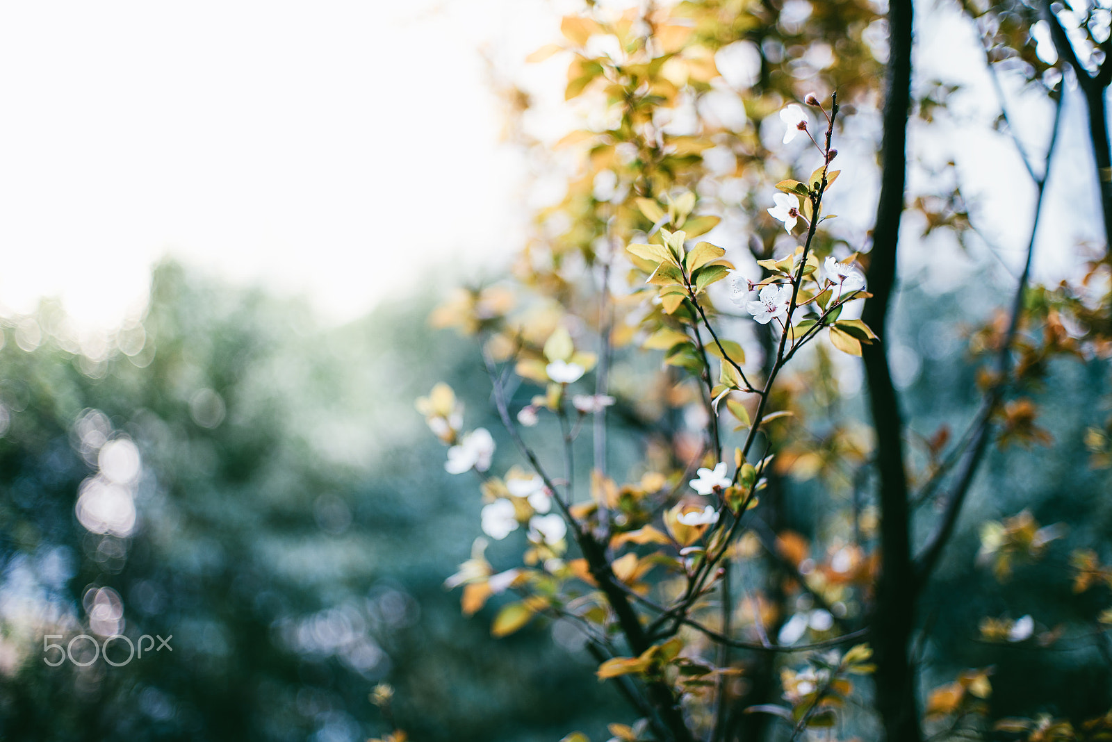 Pentax K-1 sample photo. Plum tree photography