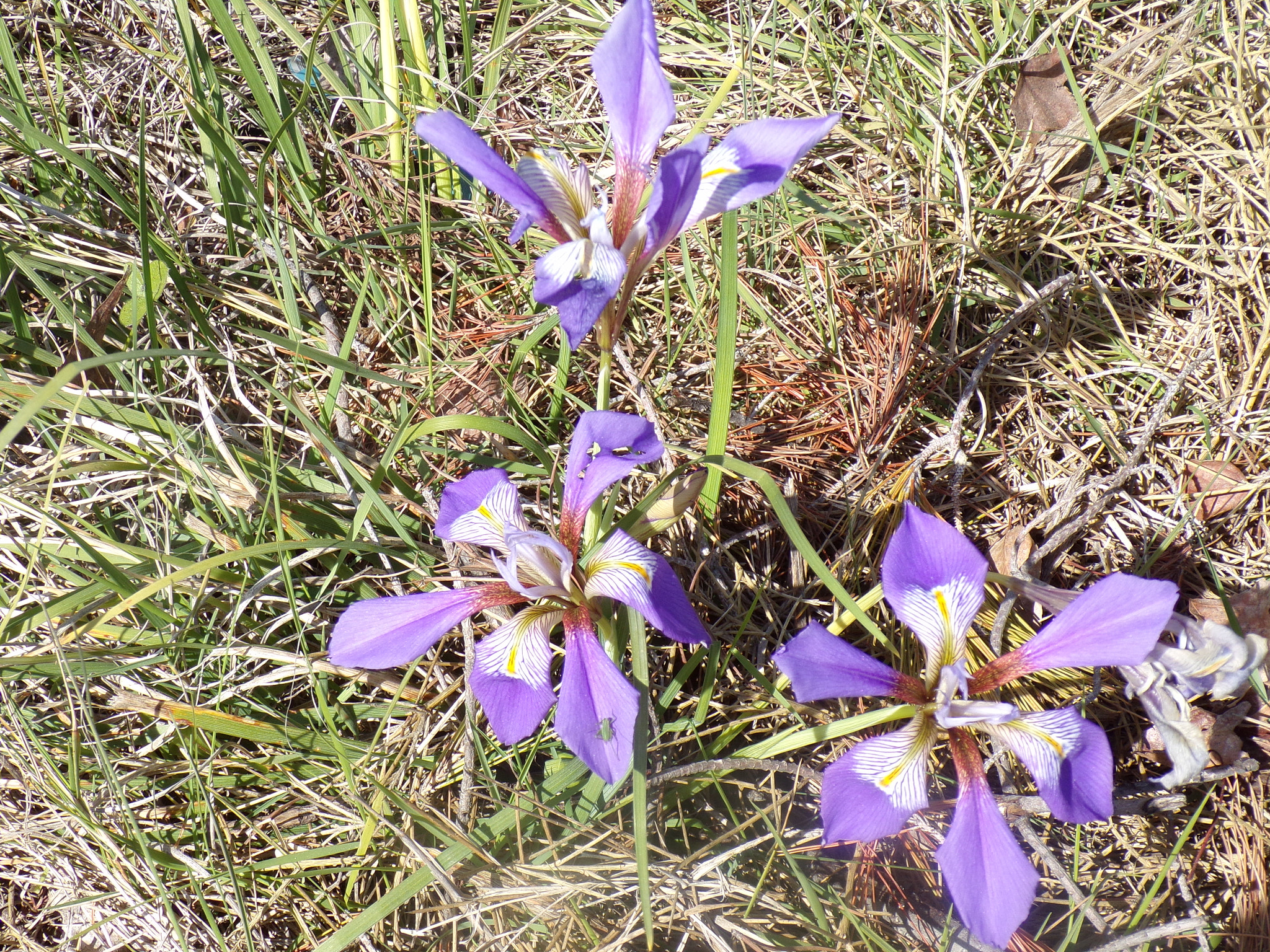 JK KODAK PIXPRO AZ421 sample photo. Iris iris photography