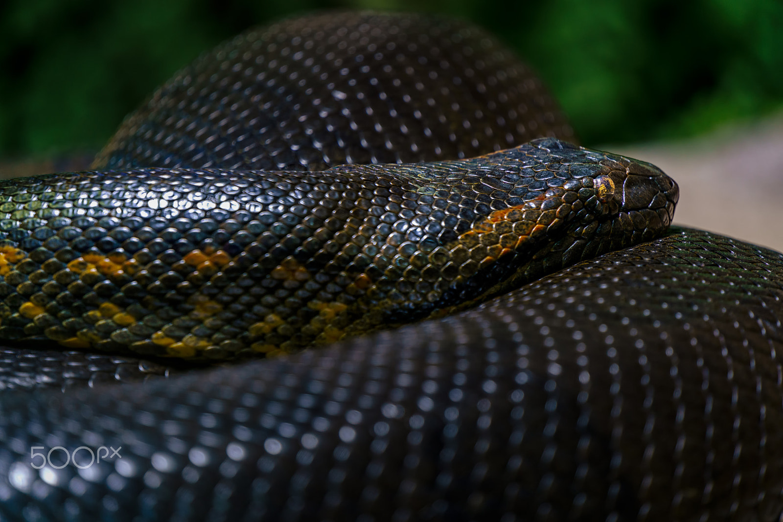 Sony FE 70-300mm F4.5-5.6 G OSS sample photo. Anaconda photography