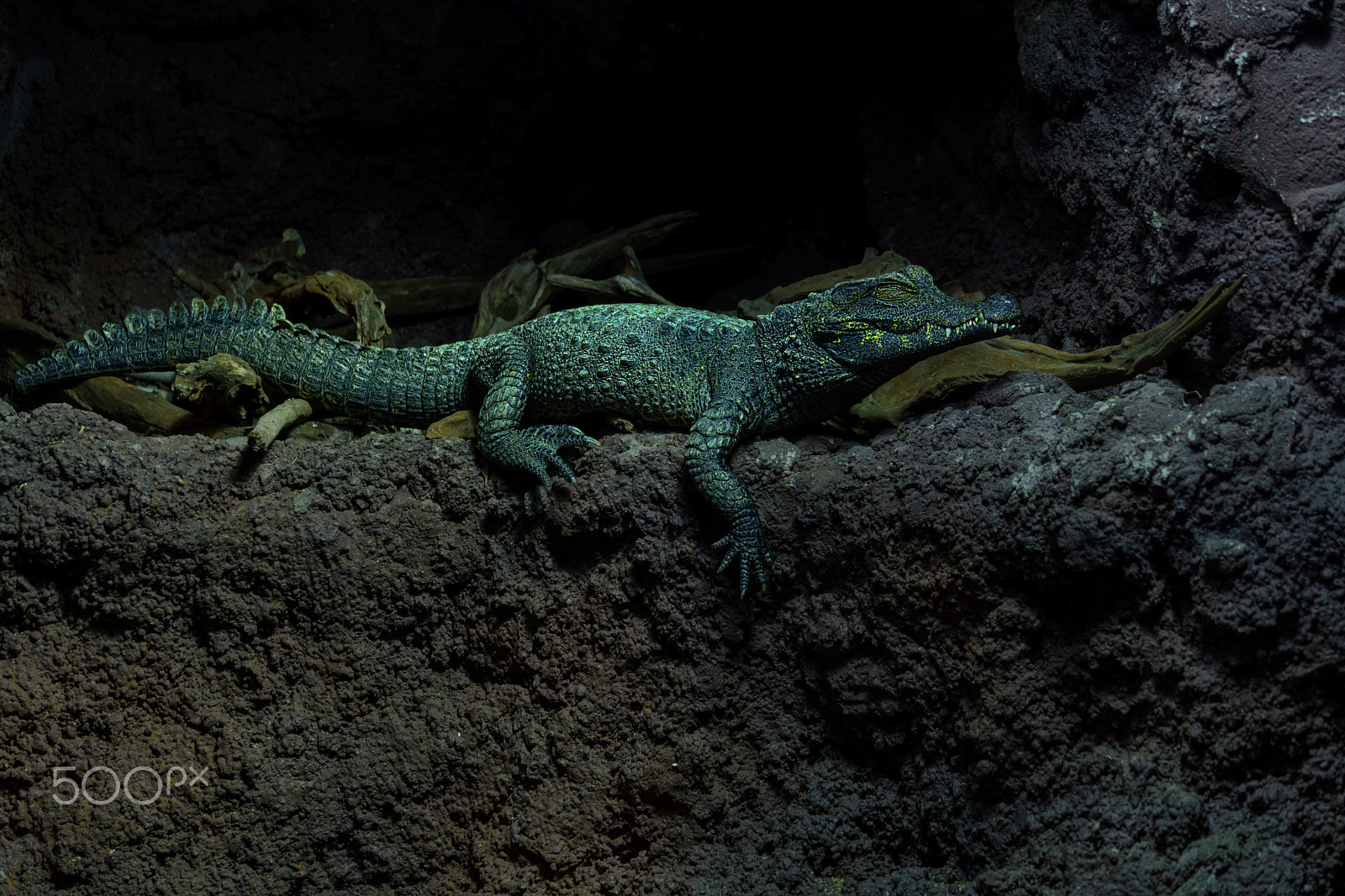 Sony FE 70-300mm F4.5-5.6 G OSS sample photo. Crocodile photography
