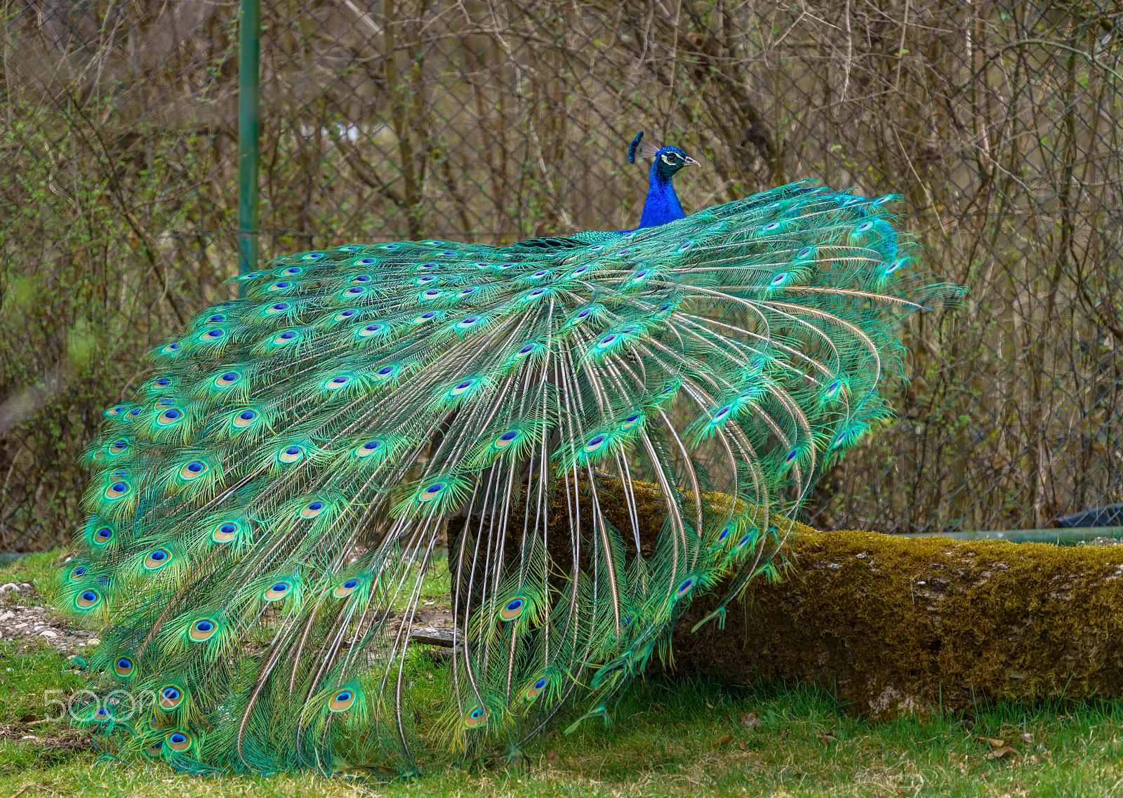 Sony a7R II + Sony FE 70-300mm F4.5-5.6 G OSS sample photo. Peacock photography