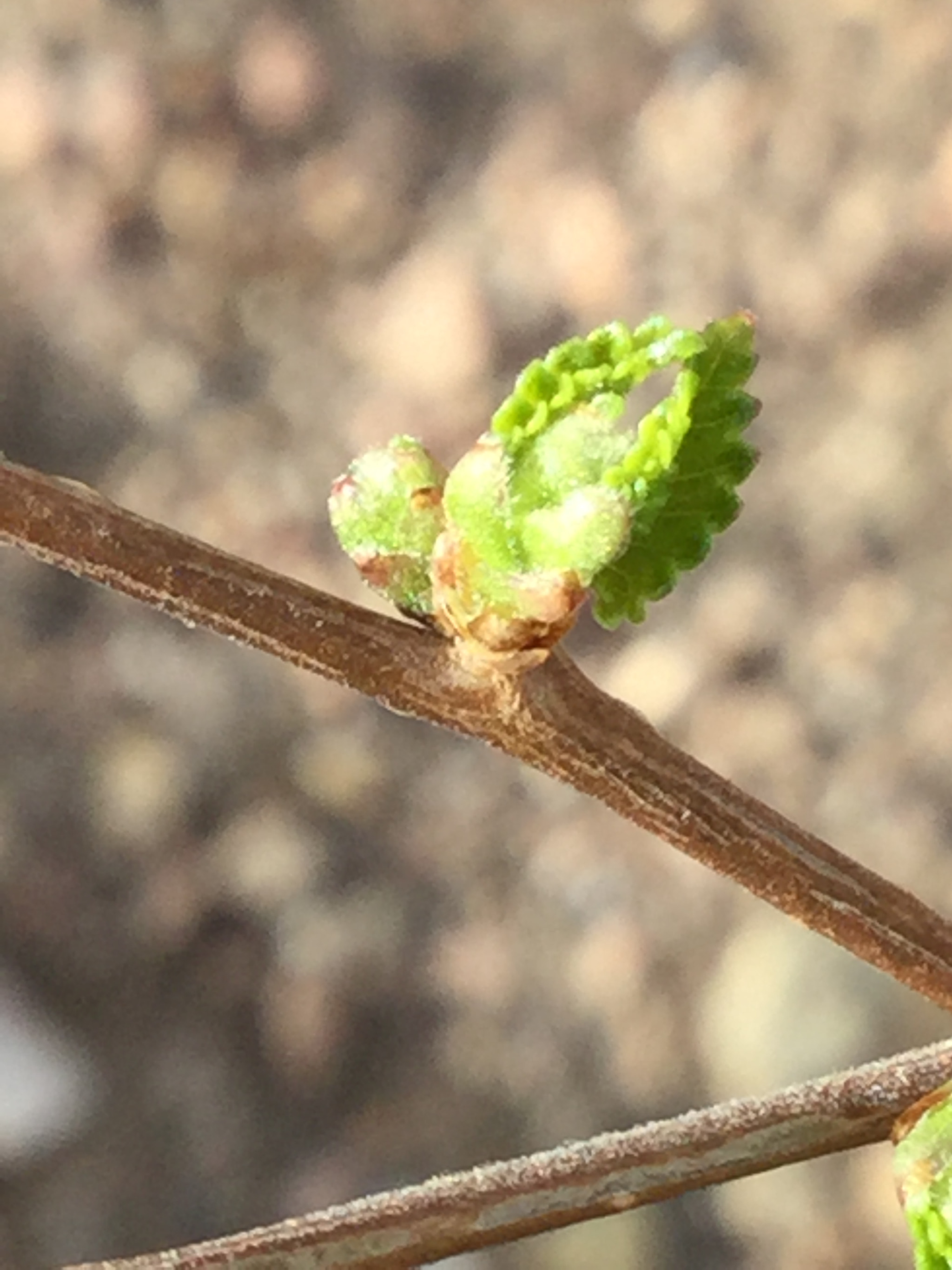 Apple iPad5,3 sample photo. Springtime! photography