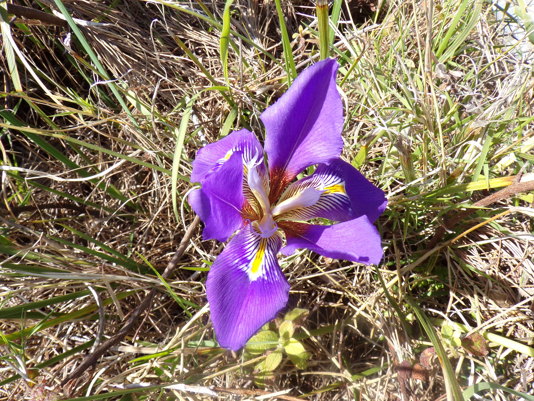 JK KODAK PIXPRO AZ421 sample photo. Iris iris photography