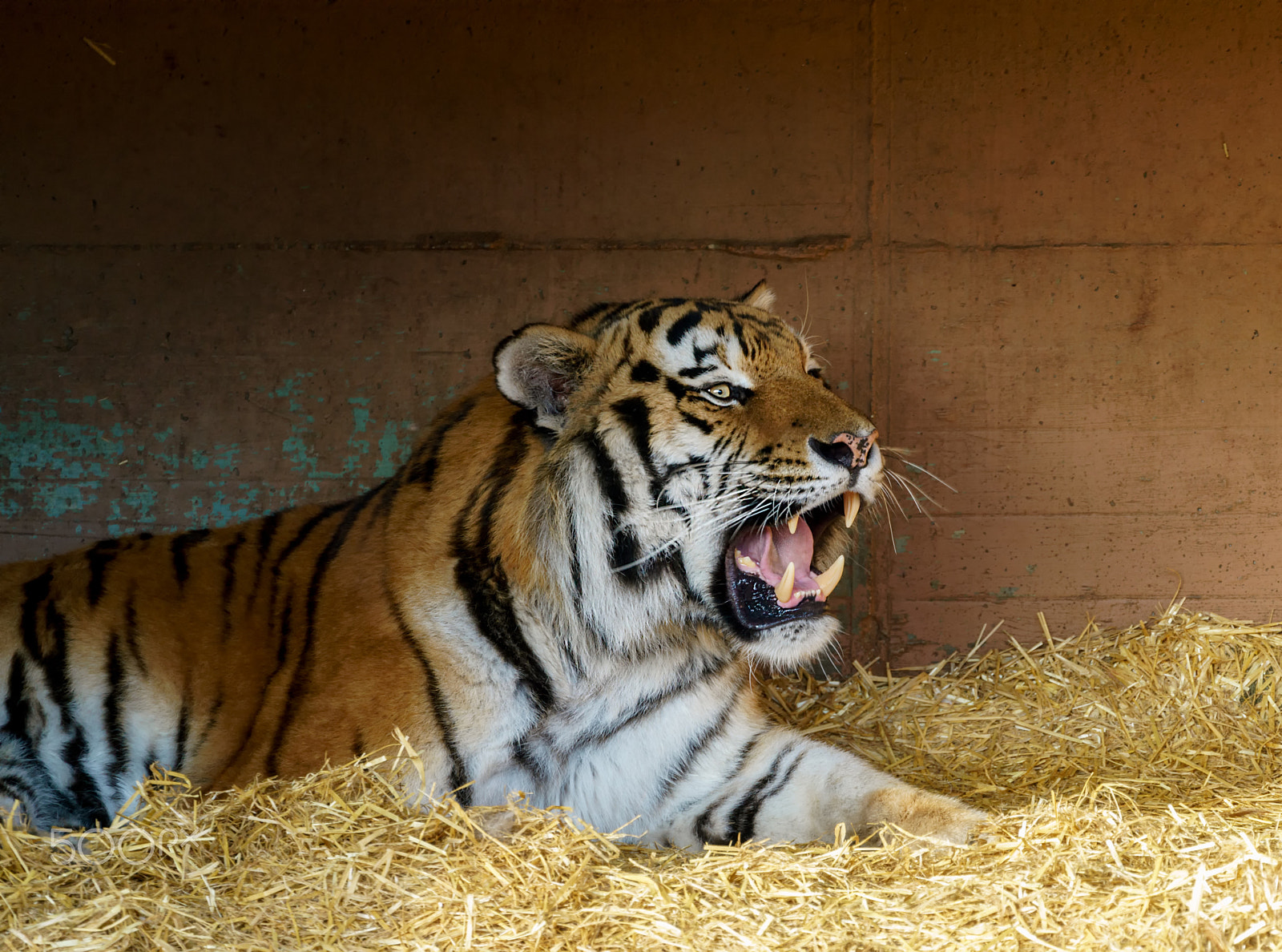 Sony FE 70-300mm F4.5-5.6 G OSS sample photo. Tiger i photography