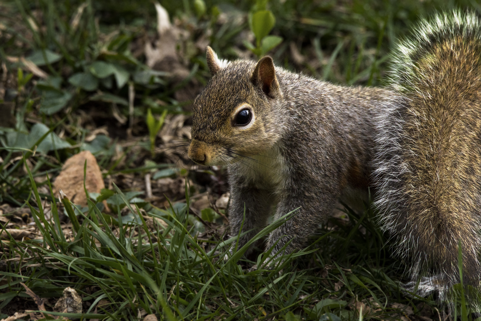 Nikon D7200 + Sigma 150-600mm F5-6.3 DG OS HSM | C sample photo. Squirrels like photos too. photography