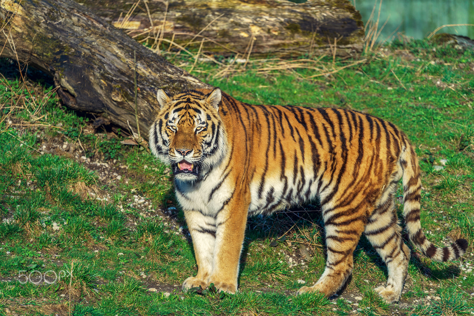 Sony FE 70-300mm F4.5-5.6 G OSS sample photo. Tiger ii photography