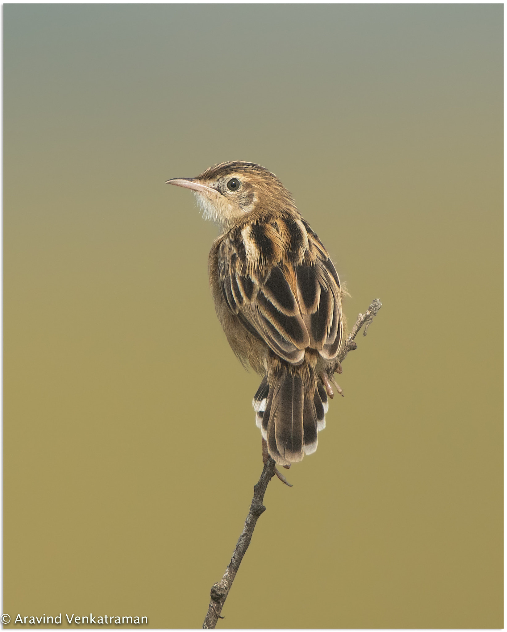 Canon EOS 7D Mark II + Canon EF 500mm F4L IS USM sample photo. Zitting cisticola photography