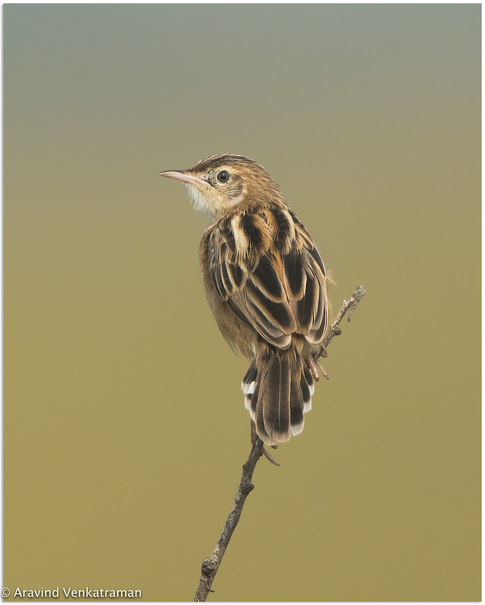 Canon EF 500mm F4L IS USM sample photo. Zitting cisticola photography