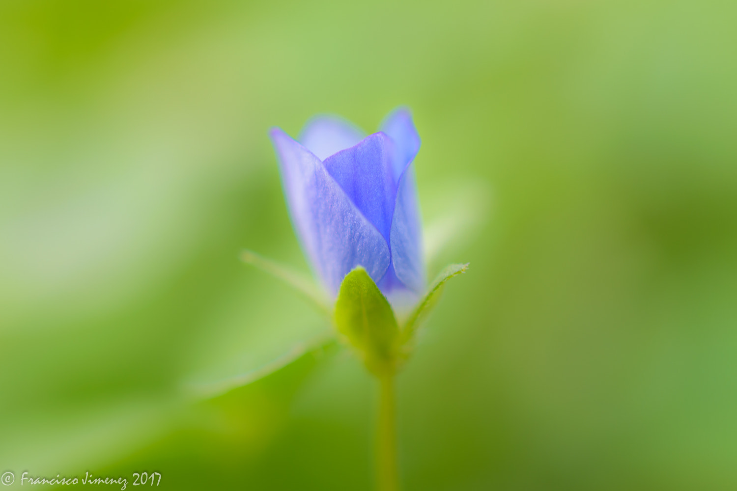 Nikon AF-S DX Micro Nikkor 40mm F2.8 sample photo. Fleur photography