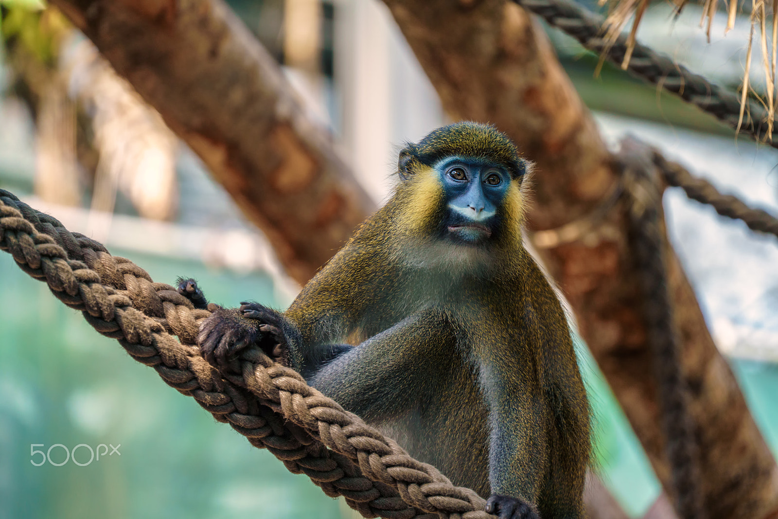 Sony FE 70-300mm F4.5-5.6 G OSS sample photo. Monkey photography